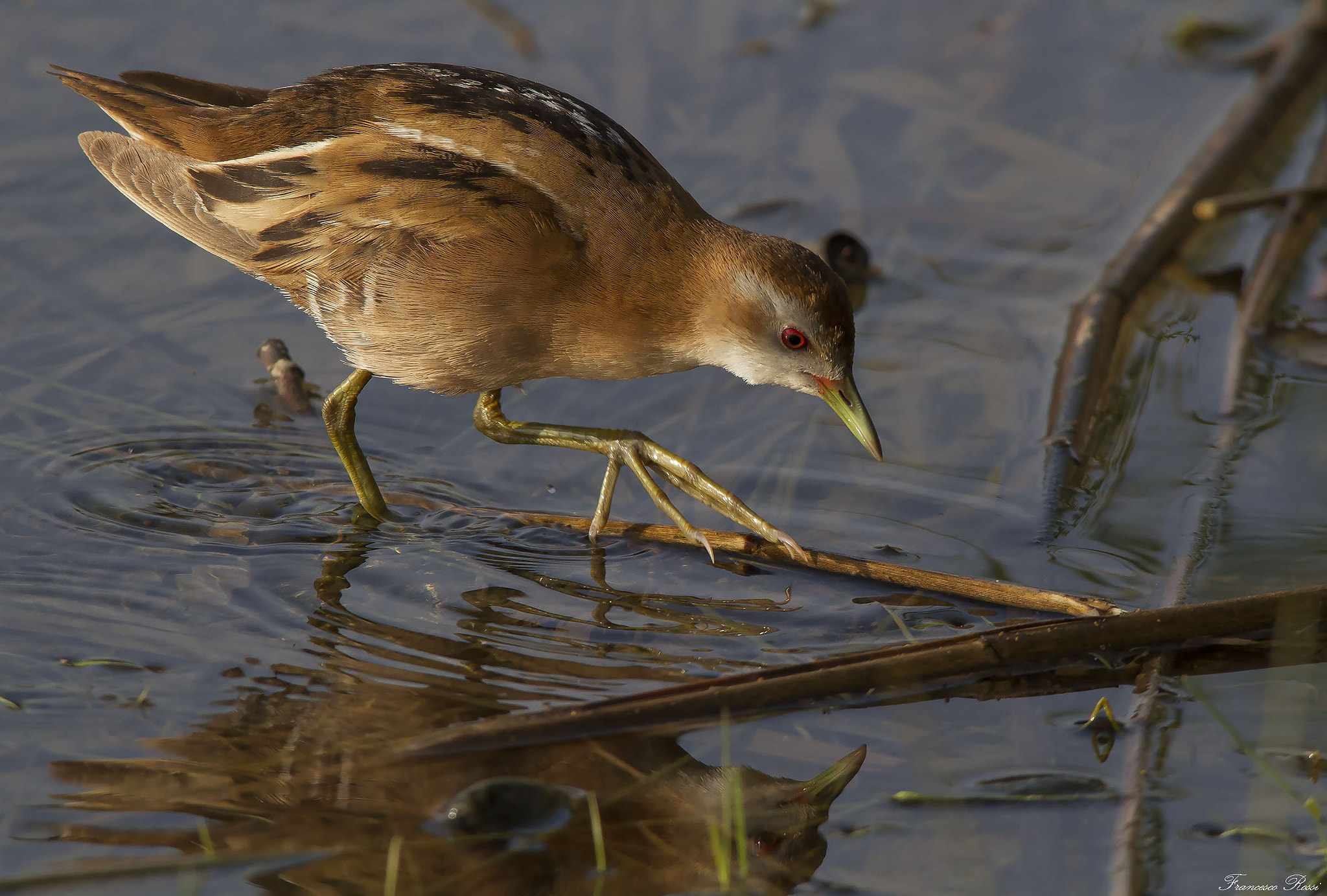 Canon EOS 7D + Sigma 150-500mm F5-6.3 DG OS HSM sample photo. Little crake, schiribilla  photography