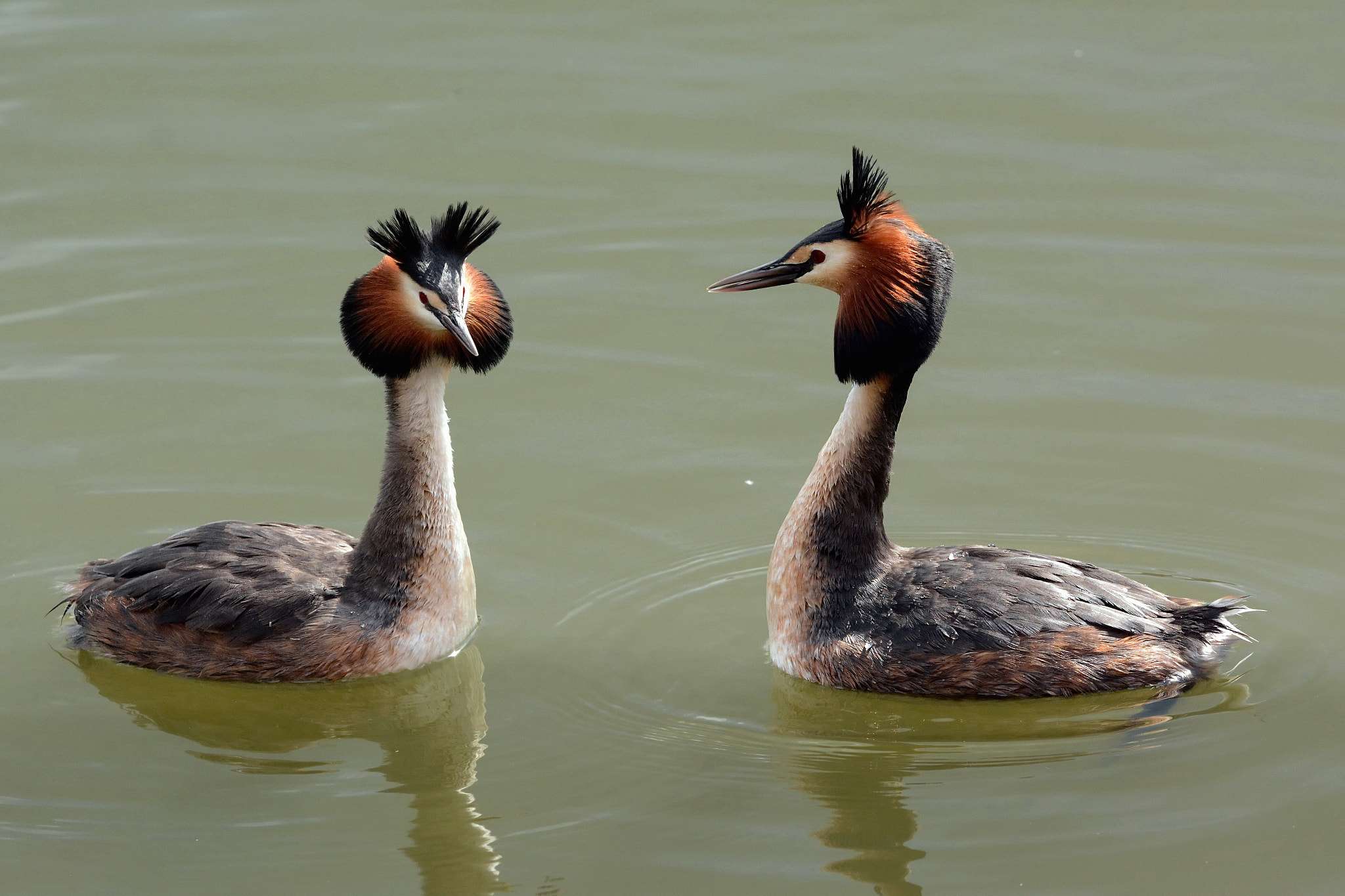 Nikon D7100 sample photo. Great crested grebe. photography