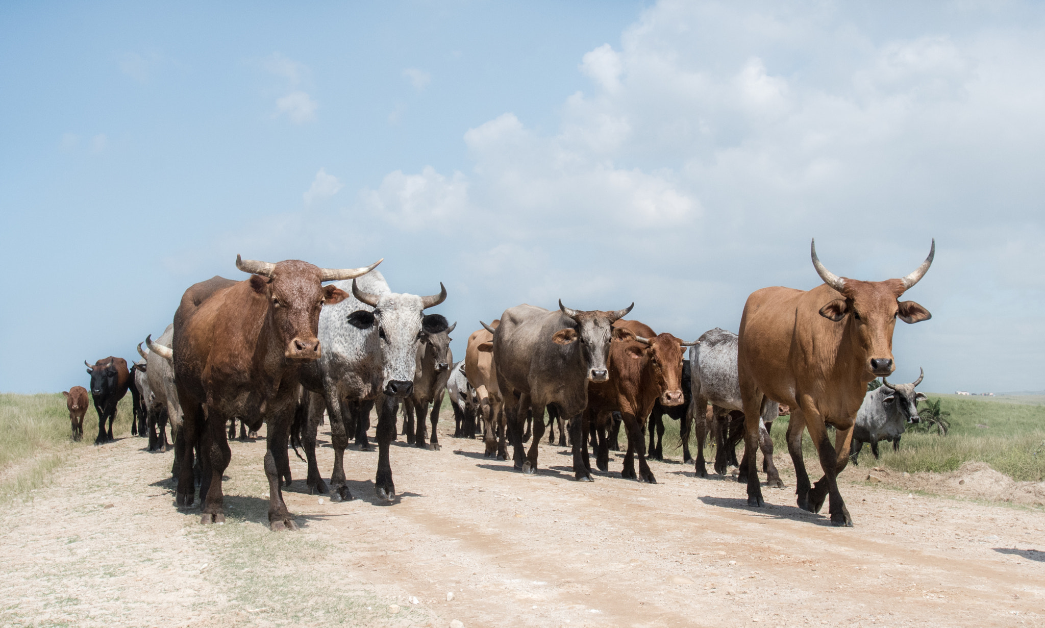 Nikon D500 sample photo. Nguni landscape photography