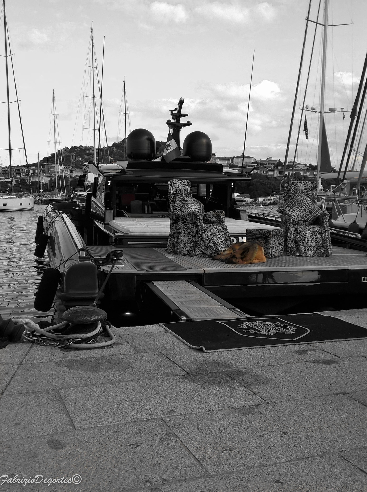 Microsoft Lumia 640 XL sample photo. Bored rich dog photography
