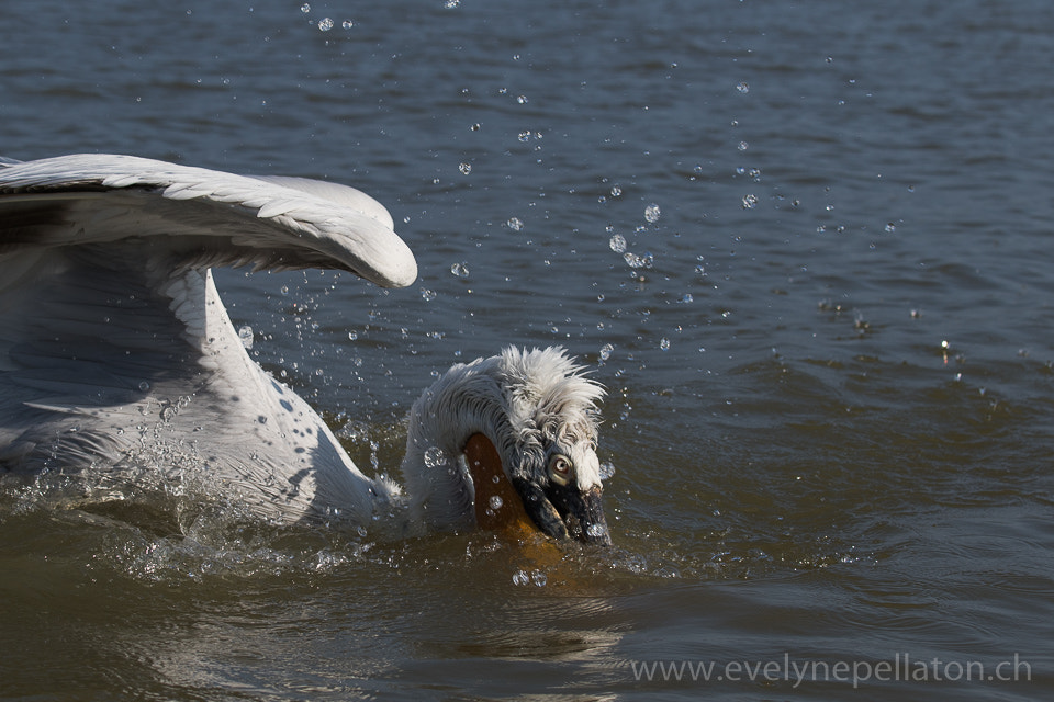 Canon EF 70-200mm F4L IS USM sample photo. Immersion photography