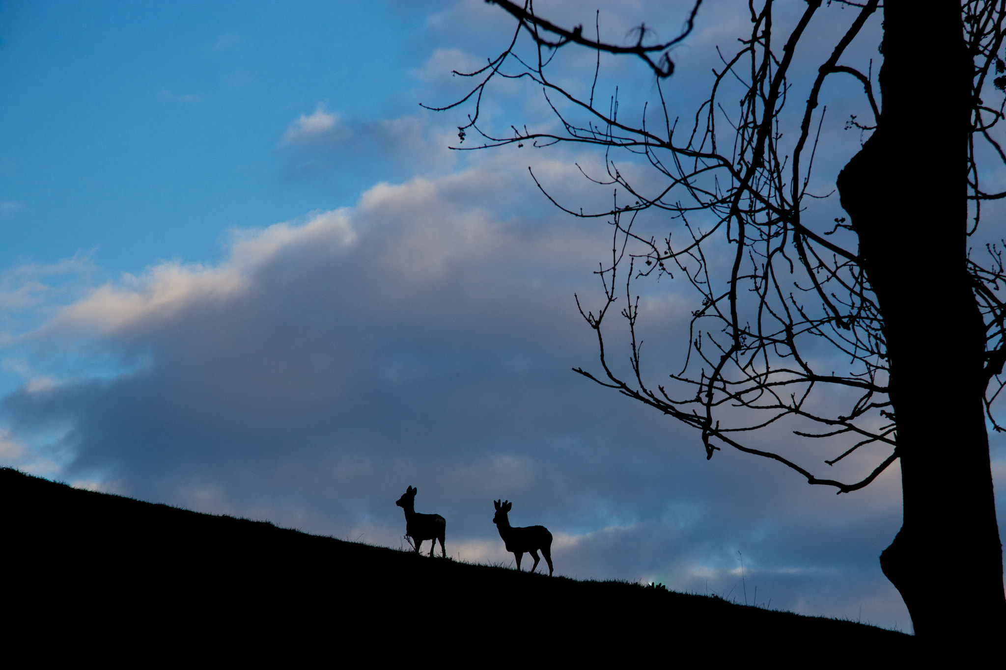 Canon EF-S 17-85mm F4-5.6 IS USM sample photo. Deers at gloaming photography