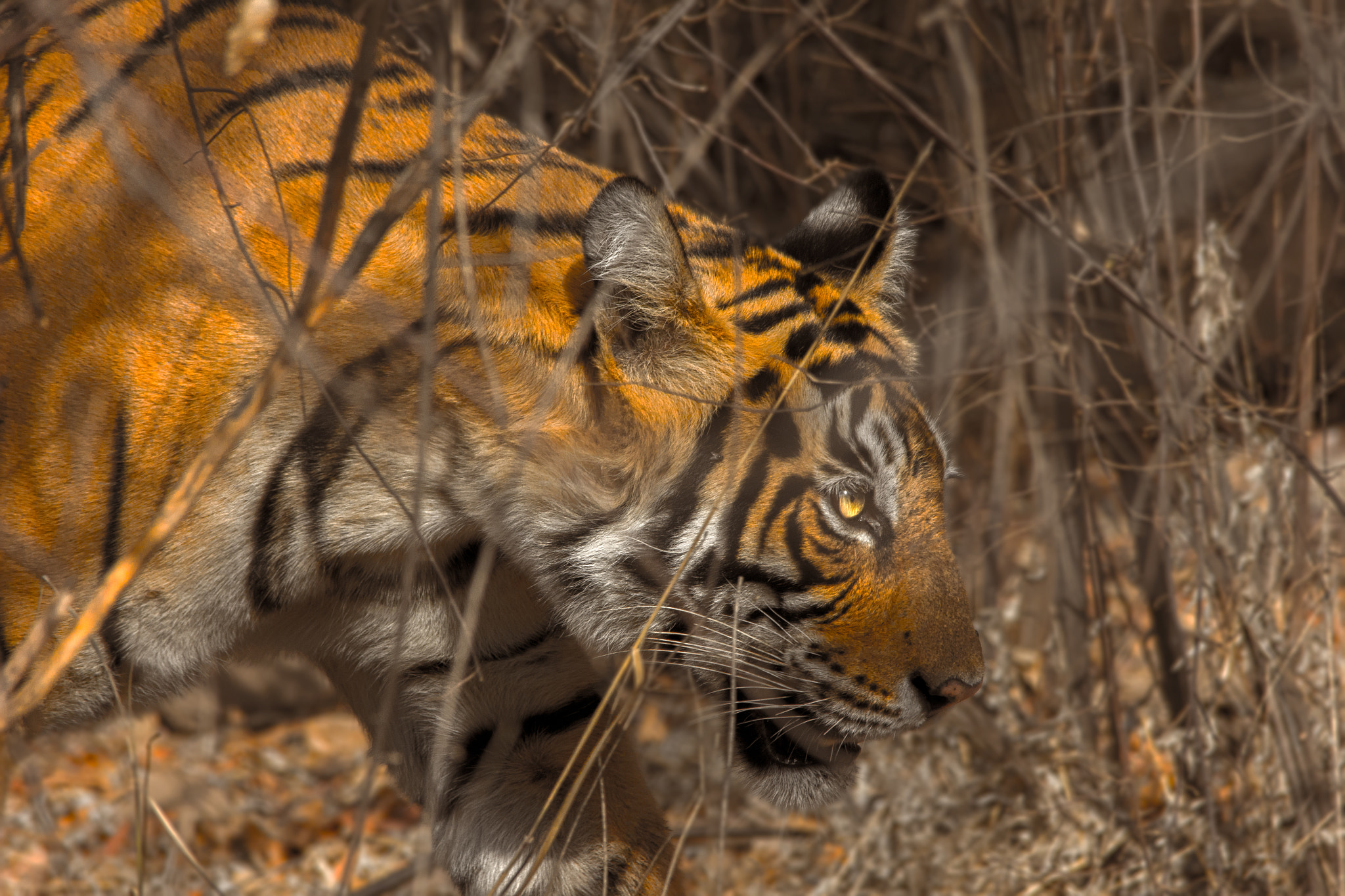 Sigma 150-500mm F5-6.3 DG OS HSM sample photo. Chasing photography