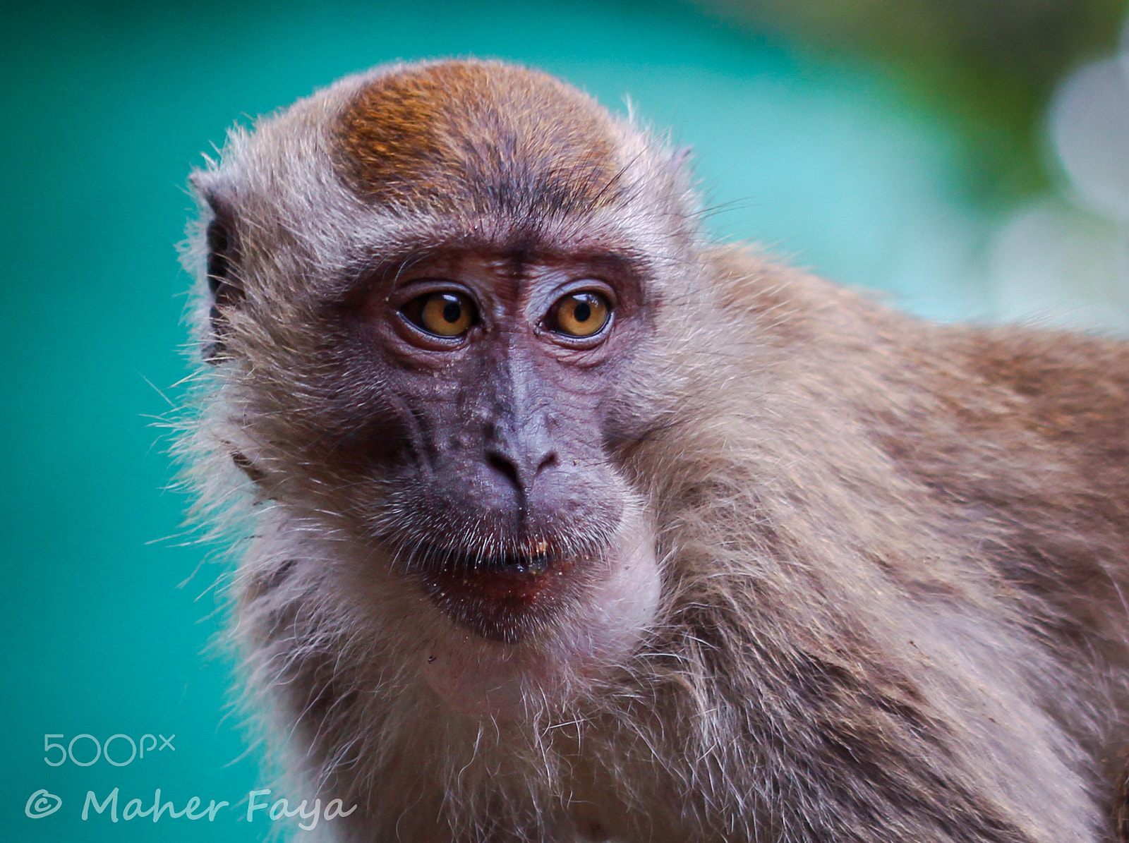 Sigma 105mm F2.8 EX DG OS HSM sample photo. Meditative mood photography