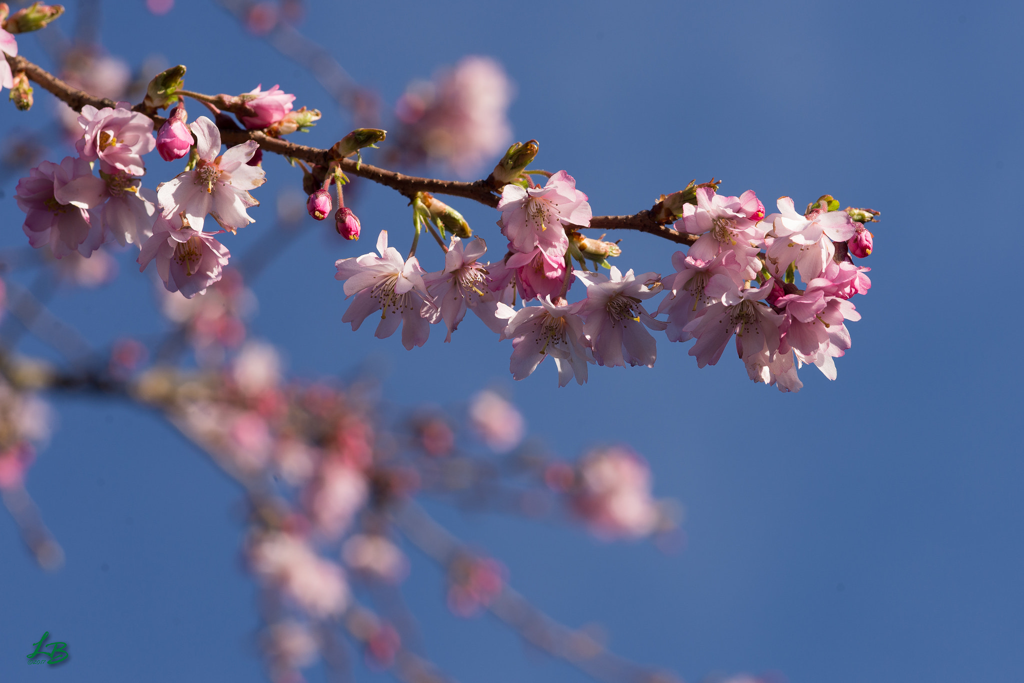 Nikon D600 + Sigma 105mm F2.8 EX DG Macro sample photo. Cherish the cherry photography