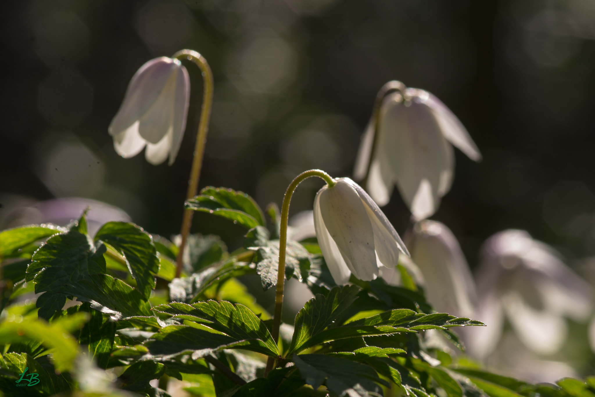 Nikon D600 + Sigma 105mm F2.8 EX DG Macro sample photo. Showtime! photography