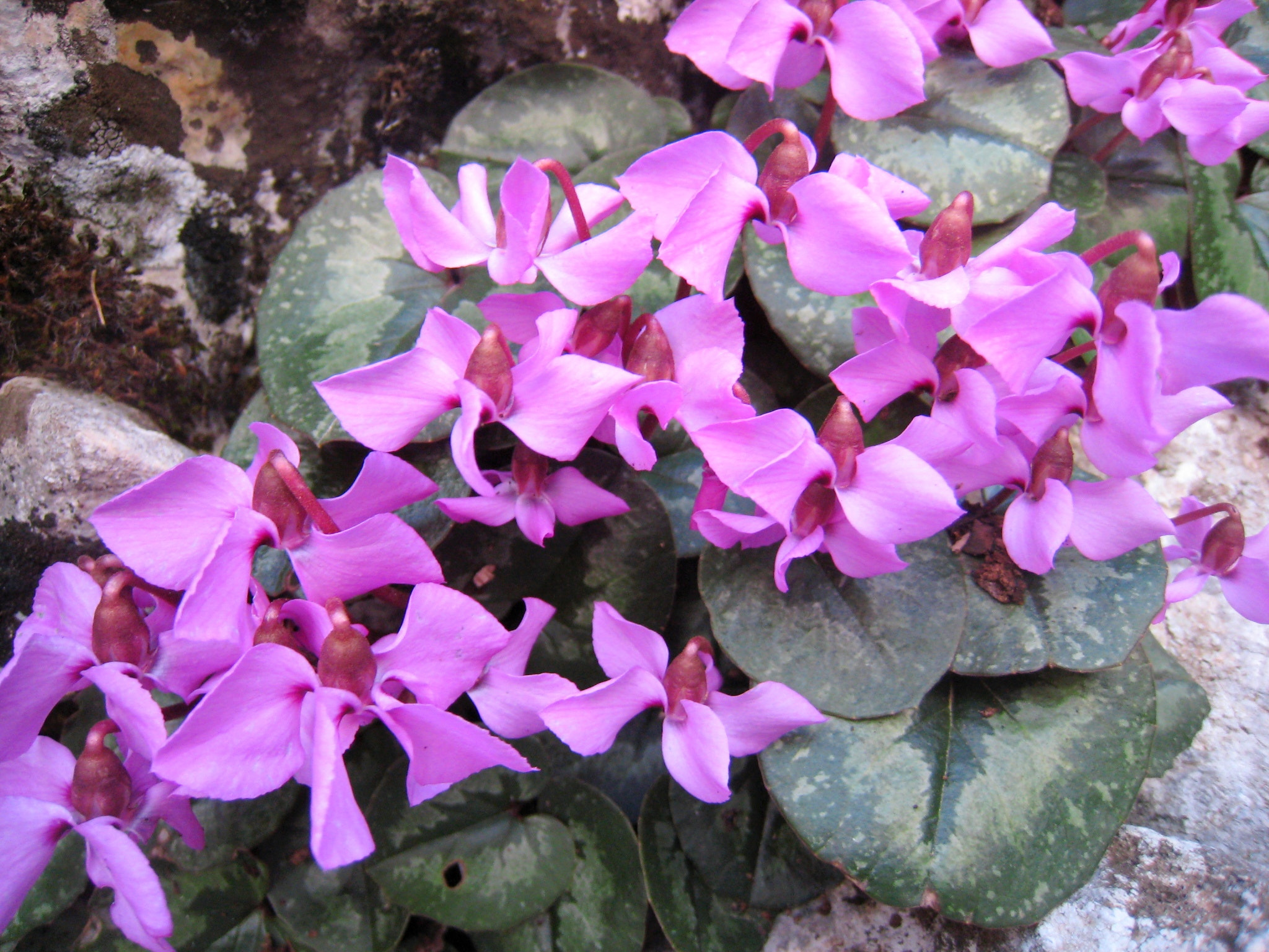 Canon IXY DIGITAL 900 IS sample photo. Sıklamen photography