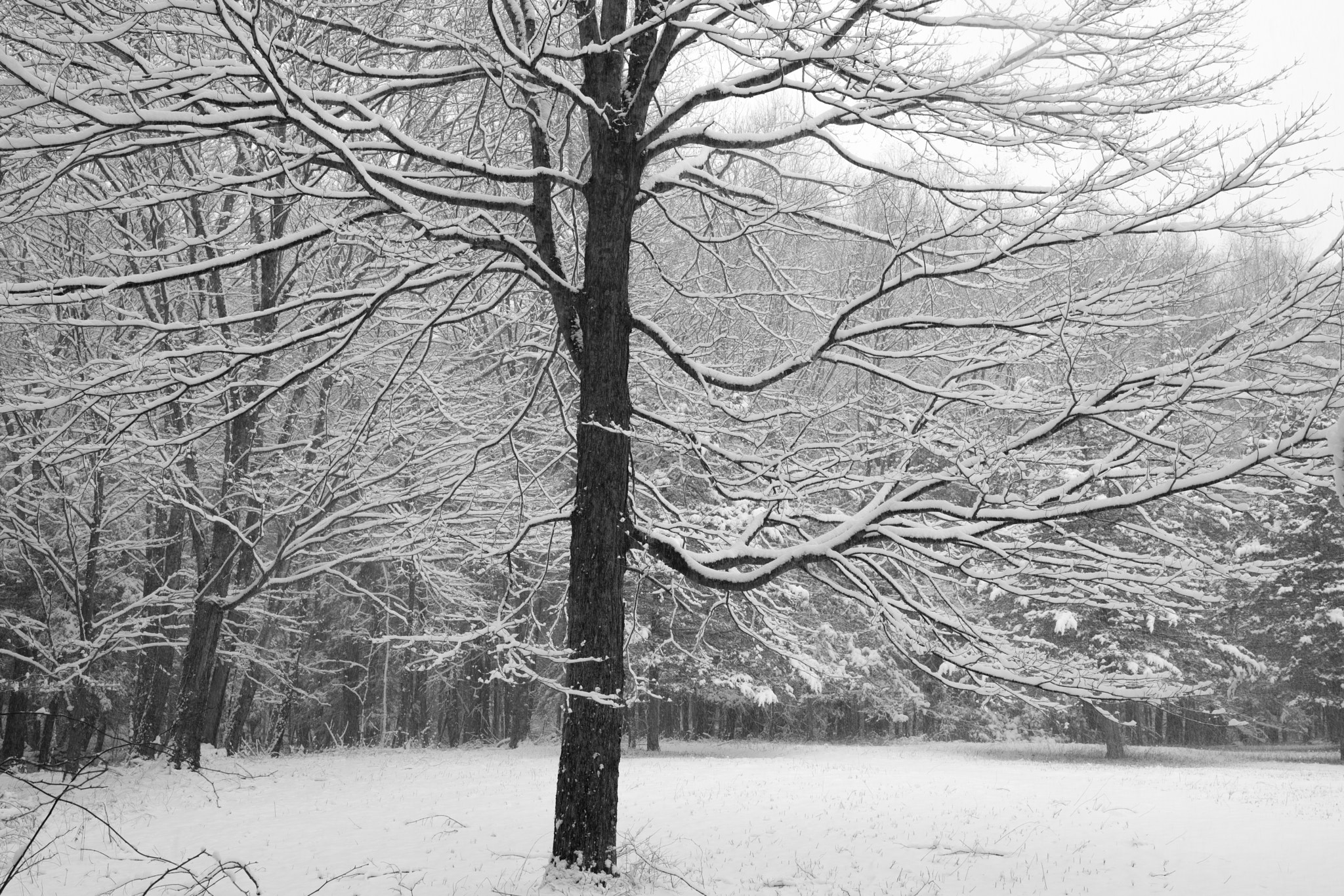 Pentax K-1 + Sigma 35mm F1.4 DG HSM Art sample photo. Maple tree covered in snow photography