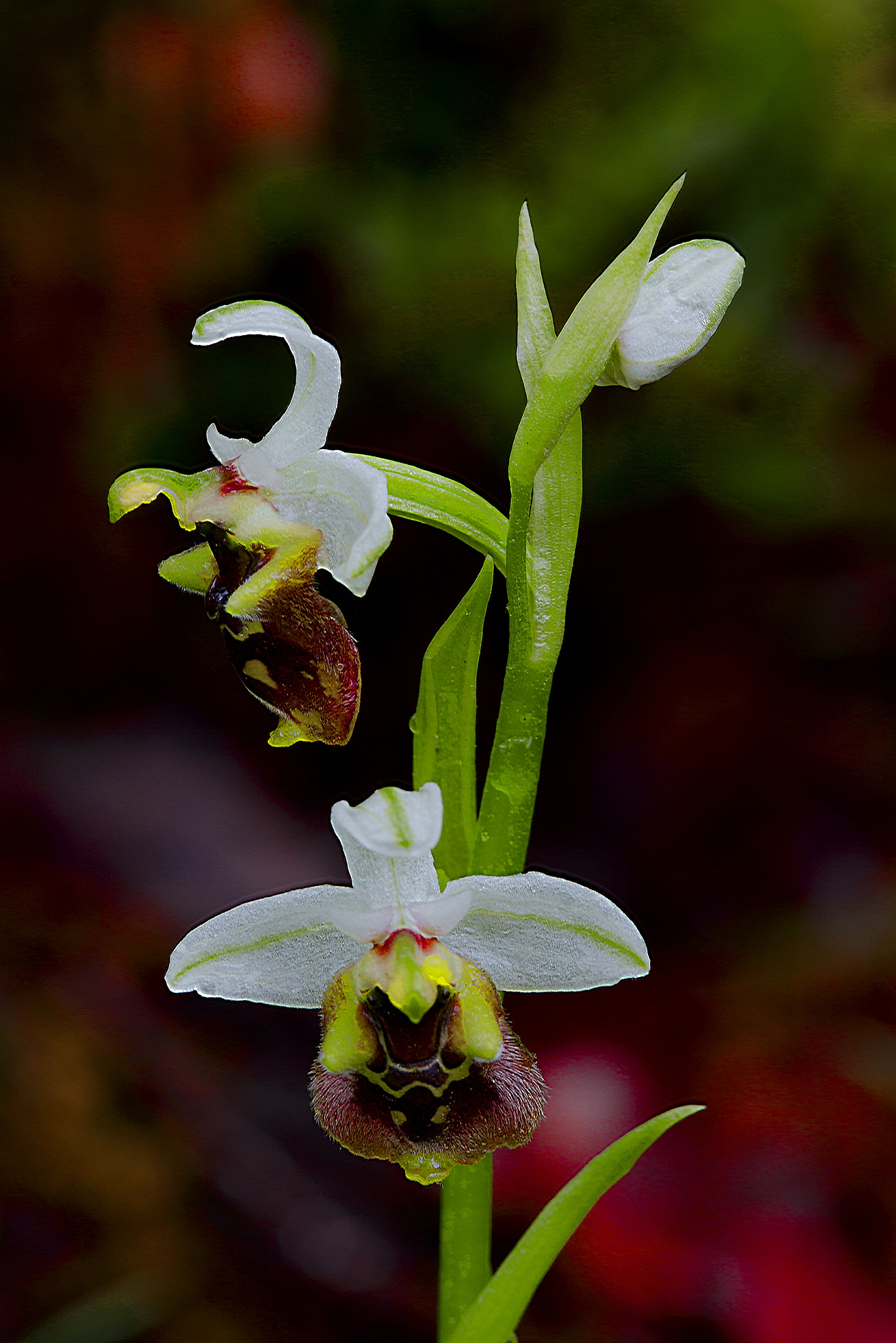 Canon EF 100mm F2.8 Macro USM sample photo. Orchid photography