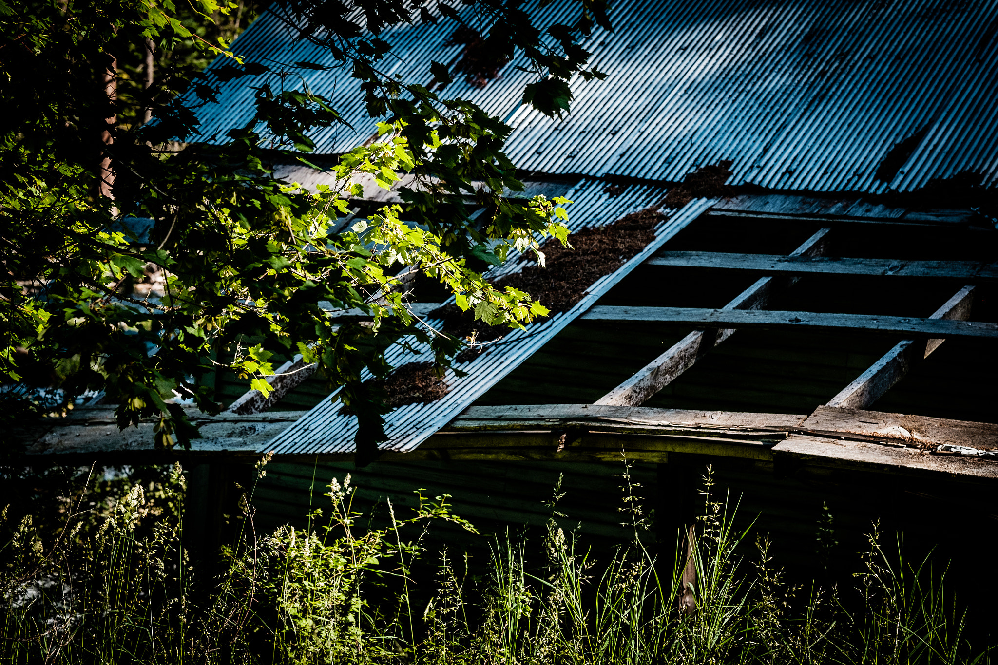 Fujifilm XF 56mm F1.2 R sample photo. Dilapidated cabin photography