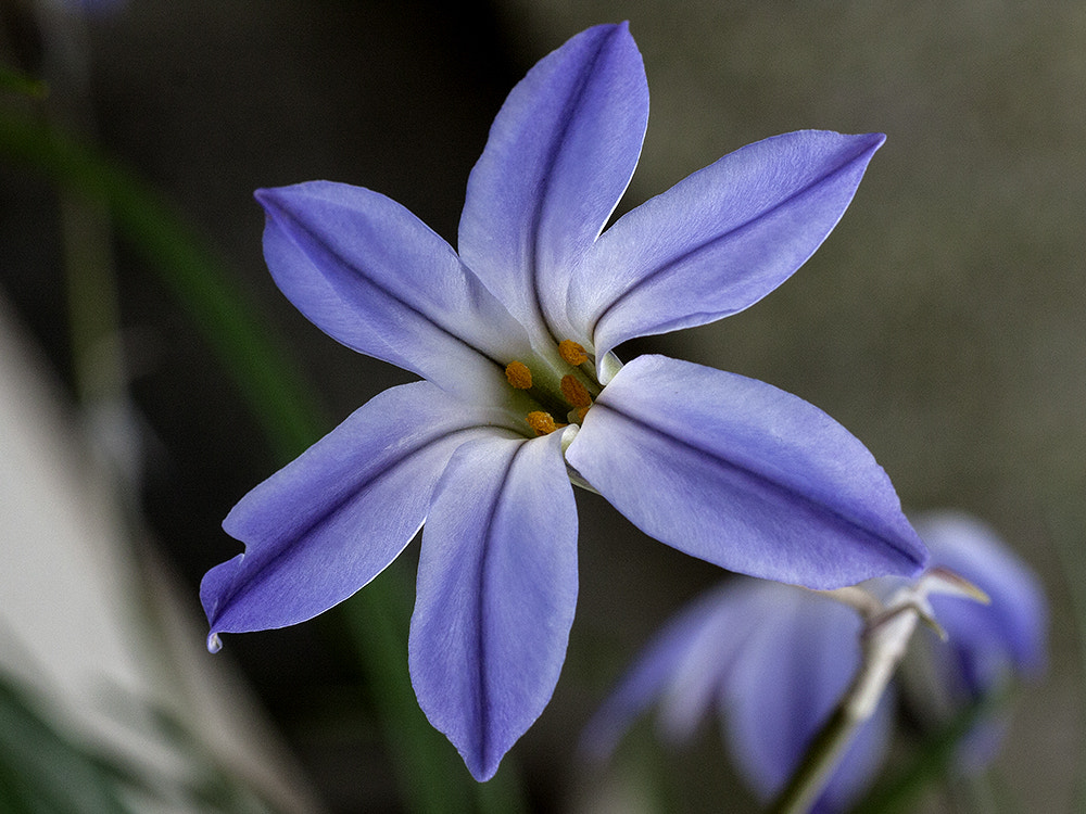 Canon EOS 40D + Tamron SP AF 90mm F2.8 Di Macro sample photo. The opera singer photography