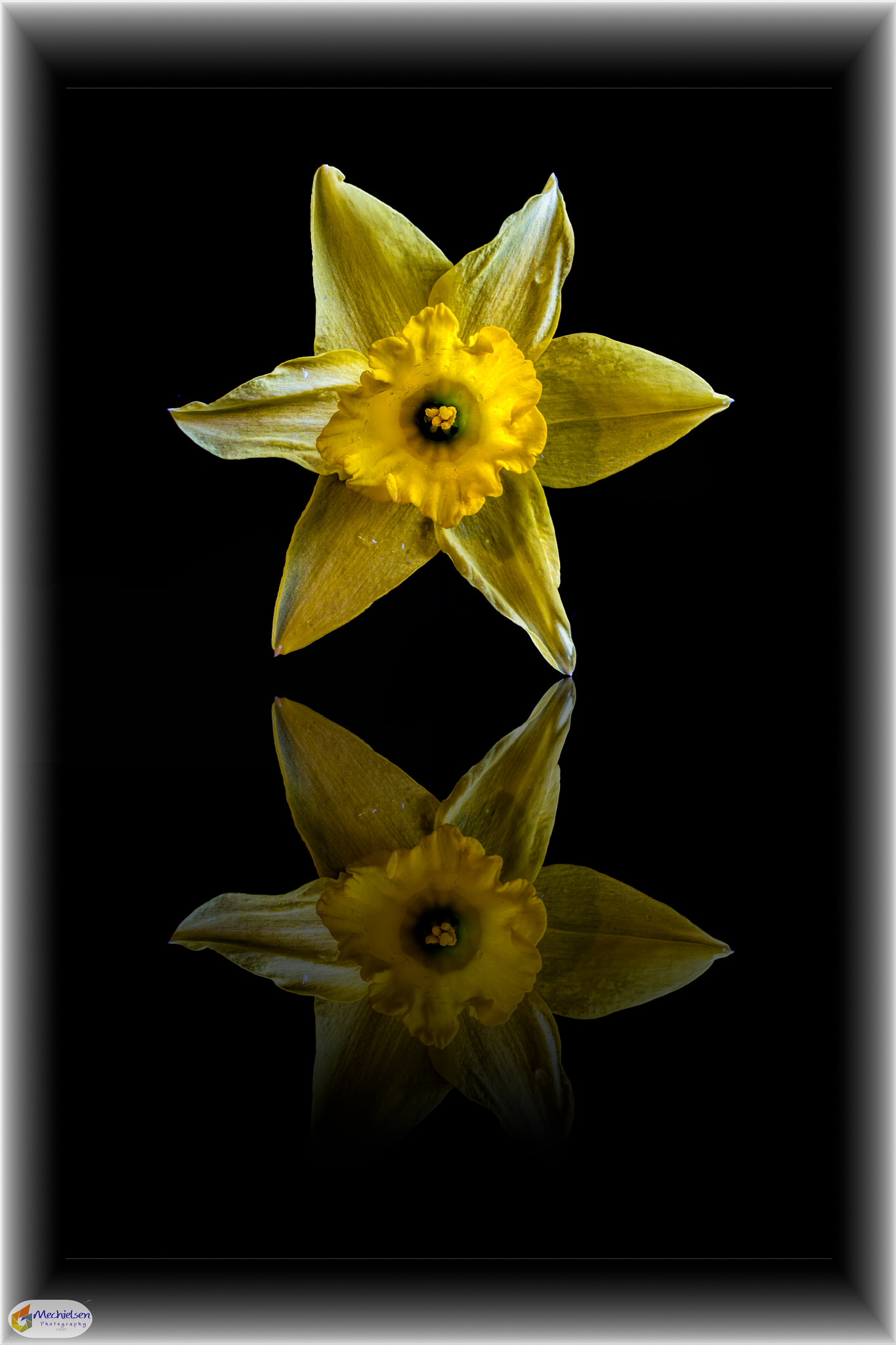 Canon EF 50mm F1.4 USM sample photo. Narcissus photography