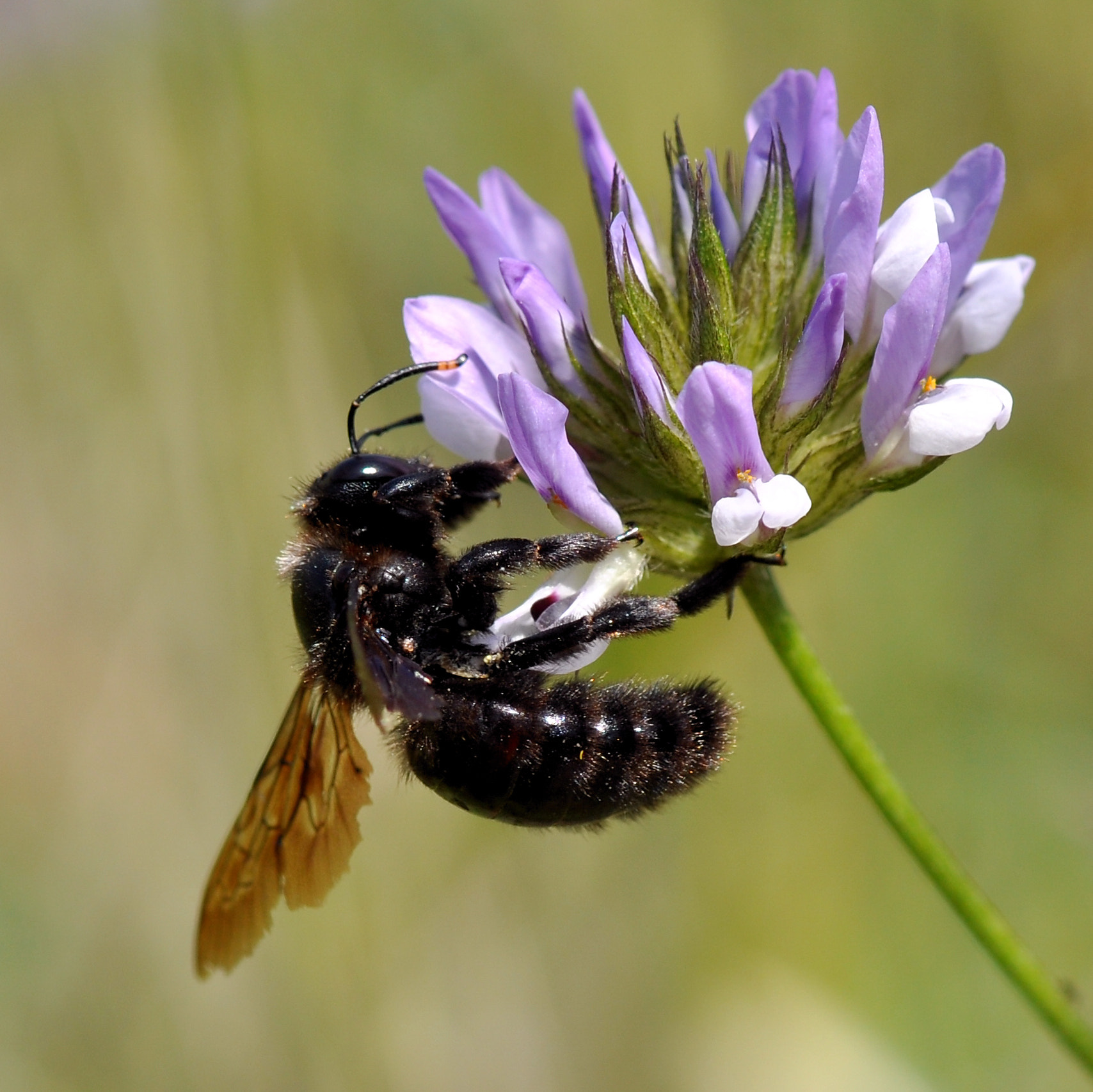 Nikon AF-S Micro-Nikkor 105mm F2.8G IF-ED VR sample photo. A bee... photography