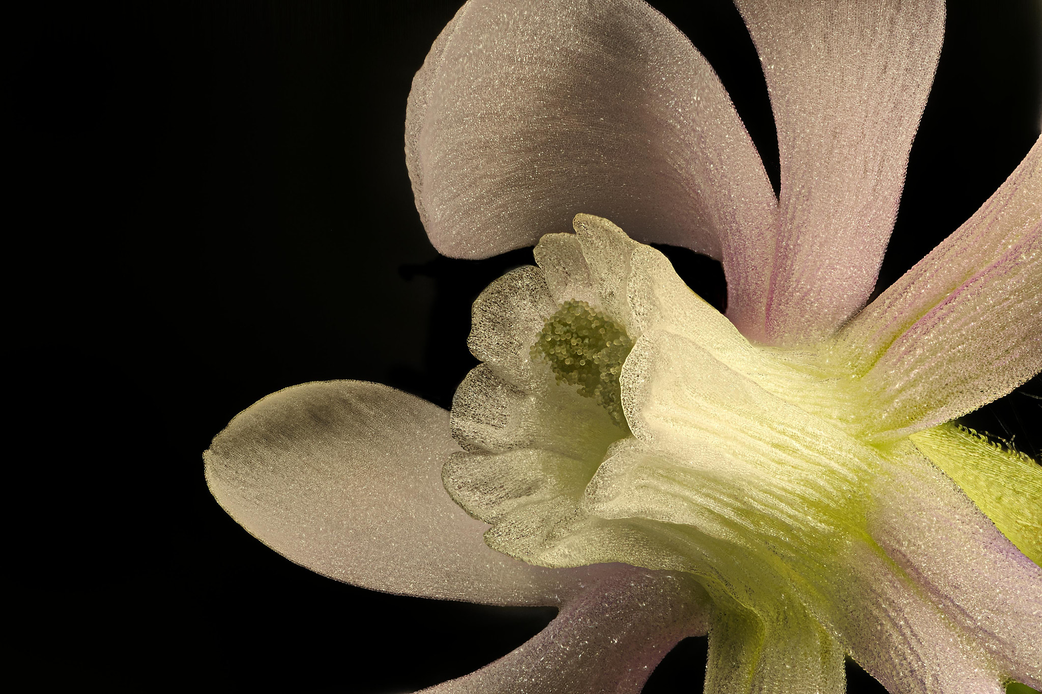 Sony a7S + Sony DT 50mm F1.8 SAM sample photo. Flor rosa estrellada photography