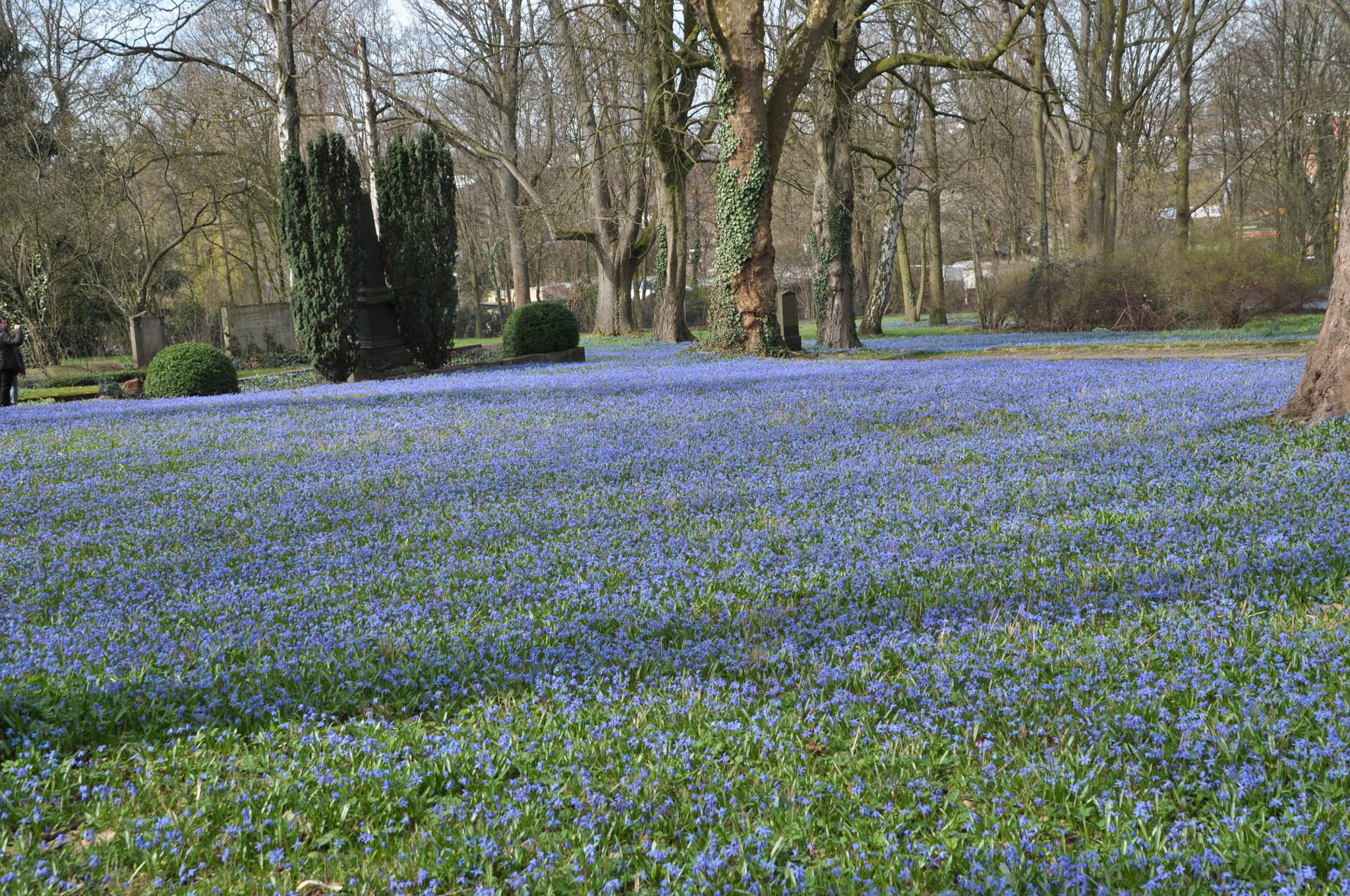 Nikon D5000 sample photo. Scilla photography