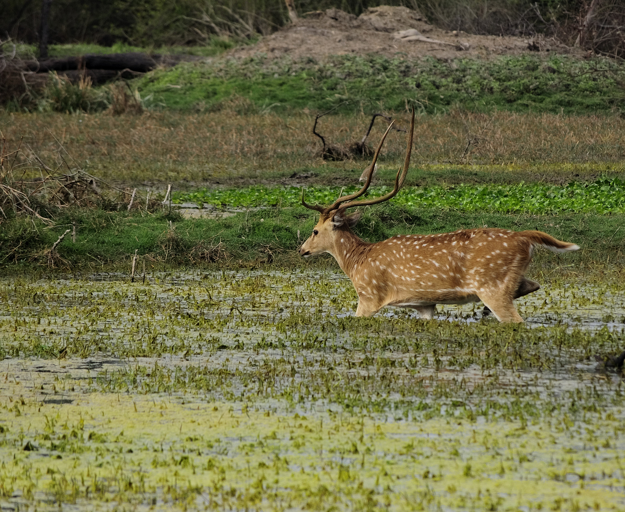 Nikon D90 sample photo. The spotted deer photography