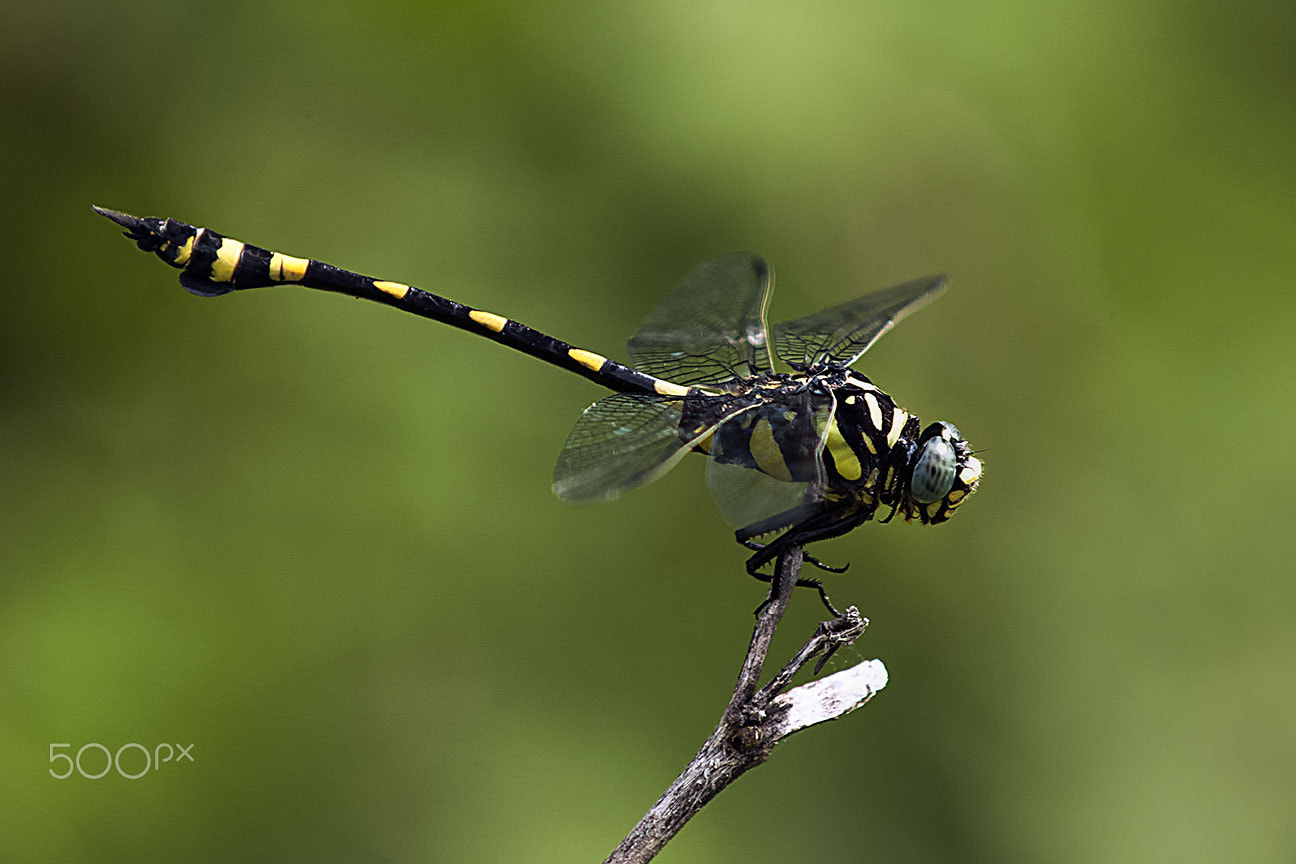 Nikon D80 sample photo. Dragonfly photography