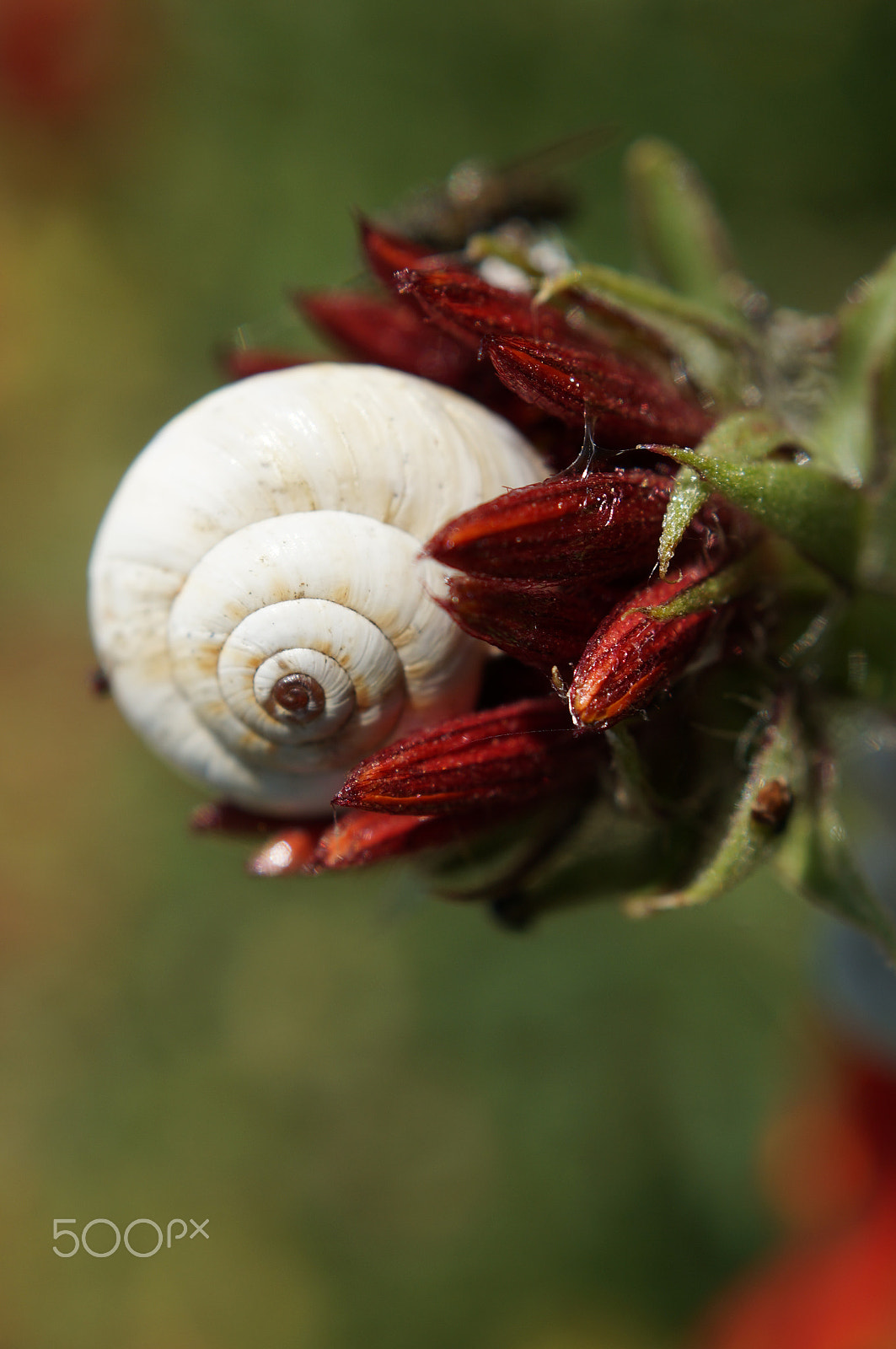 Sony SLT-A57 + Sony DT 30mm F2.8 Macro SAM sample photo. Flower snail ! photography