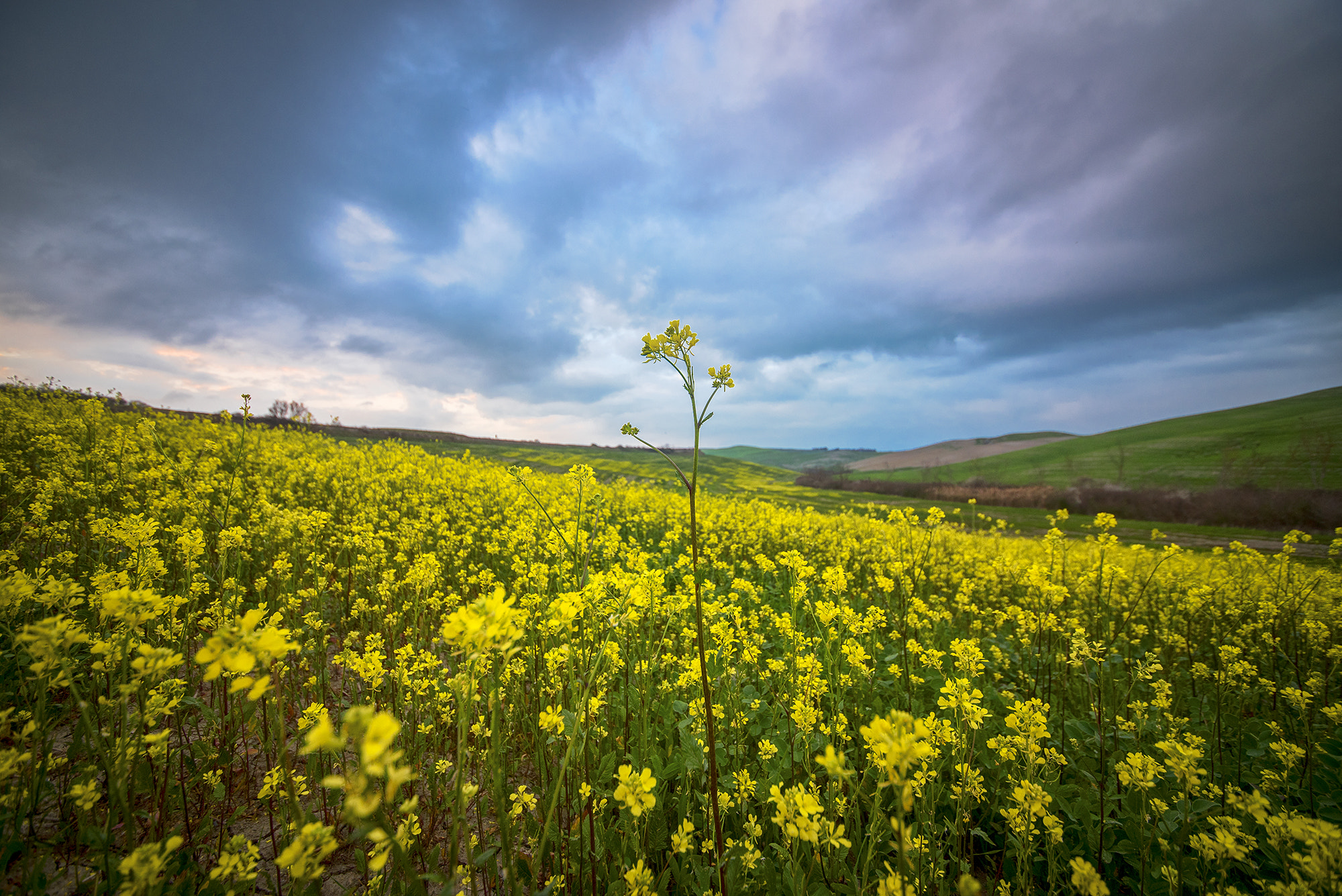 Sigma 12-24mm F4.5-5.6 II DG HSM sample photo. Welcome spring photography