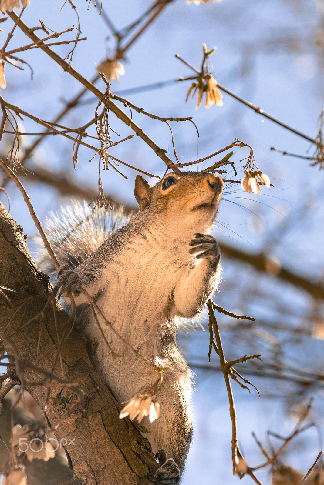Nikon AF-S Nikkor 70-200mm F4G ED VR sample photo. Foraging squirrel photography