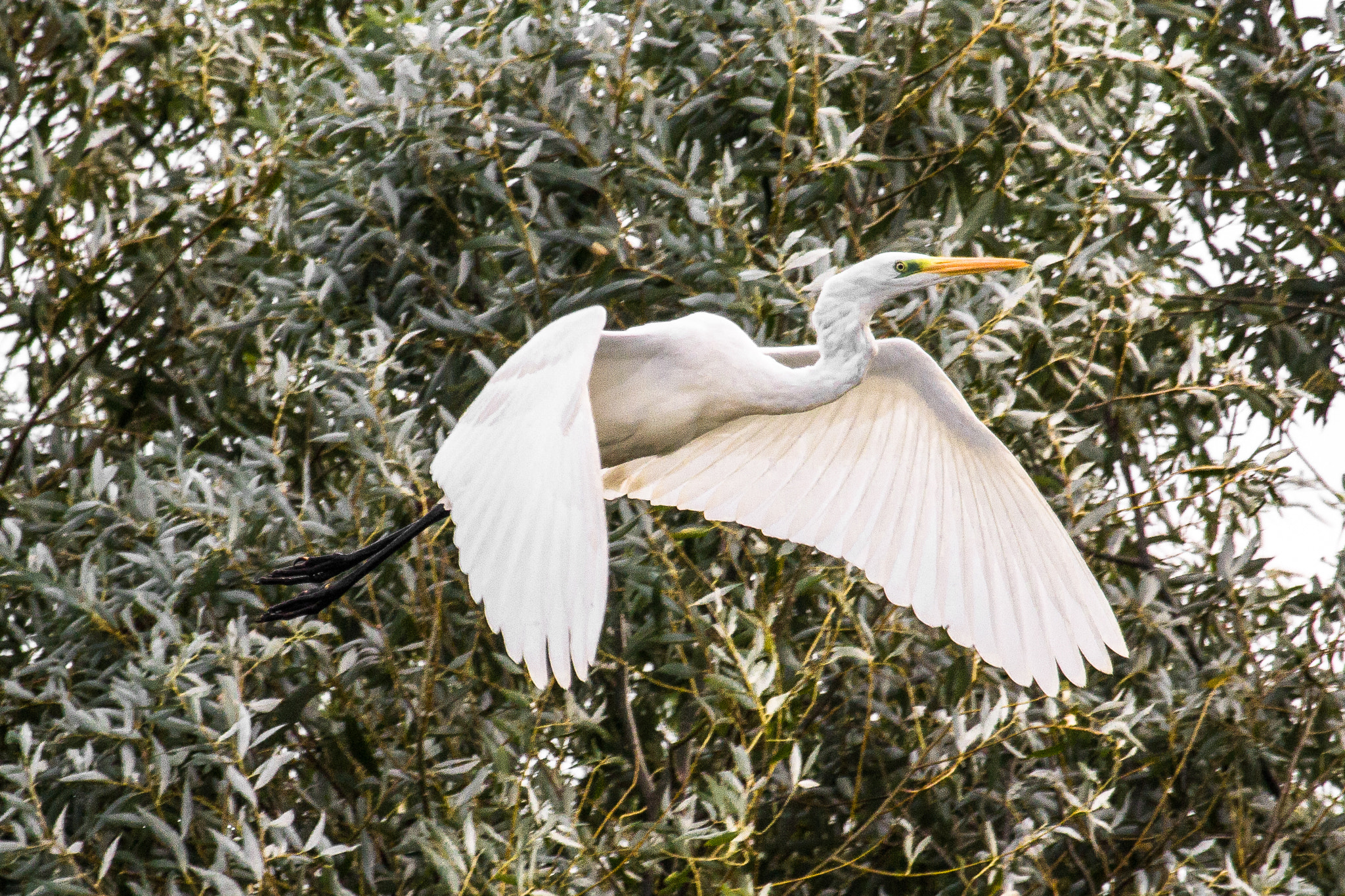 Canon EF 100-400mm F4.5-5.6L IS USM sample photo. Great egret photography