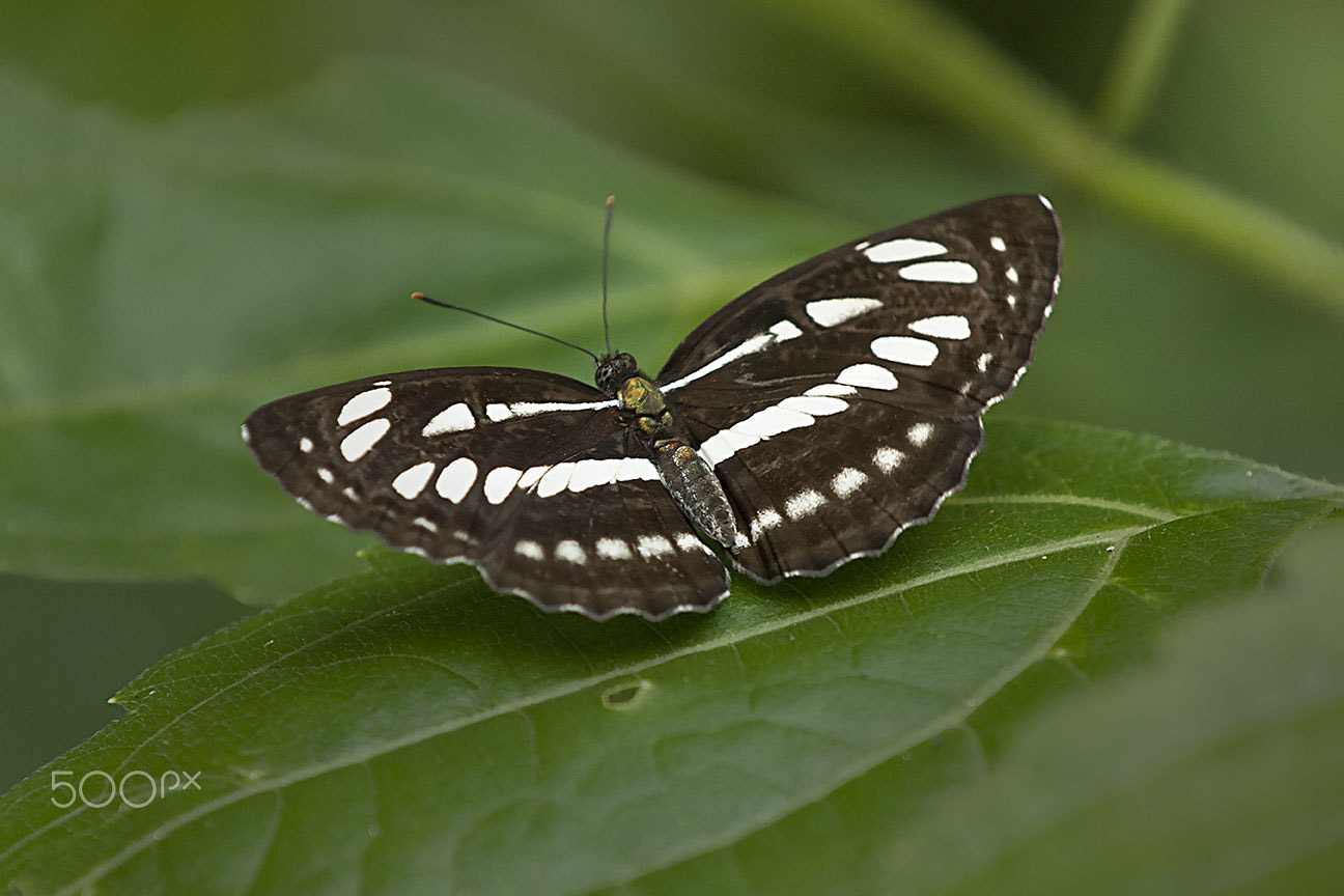 Nikon D80 sample photo. Butterfly photography