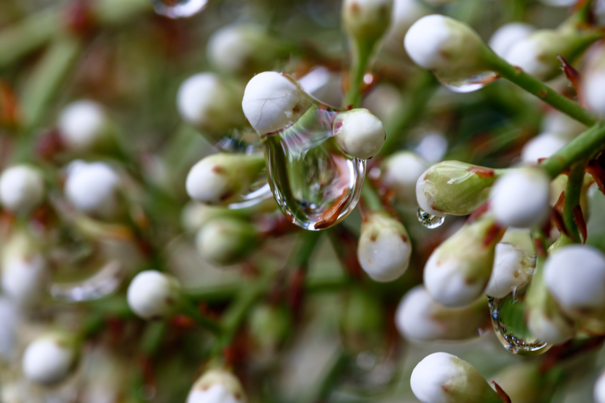 Nikon D7200 + Tokina AT-X Pro 100mm F2.8 Macro sample photo. Leaf in raindrop photography