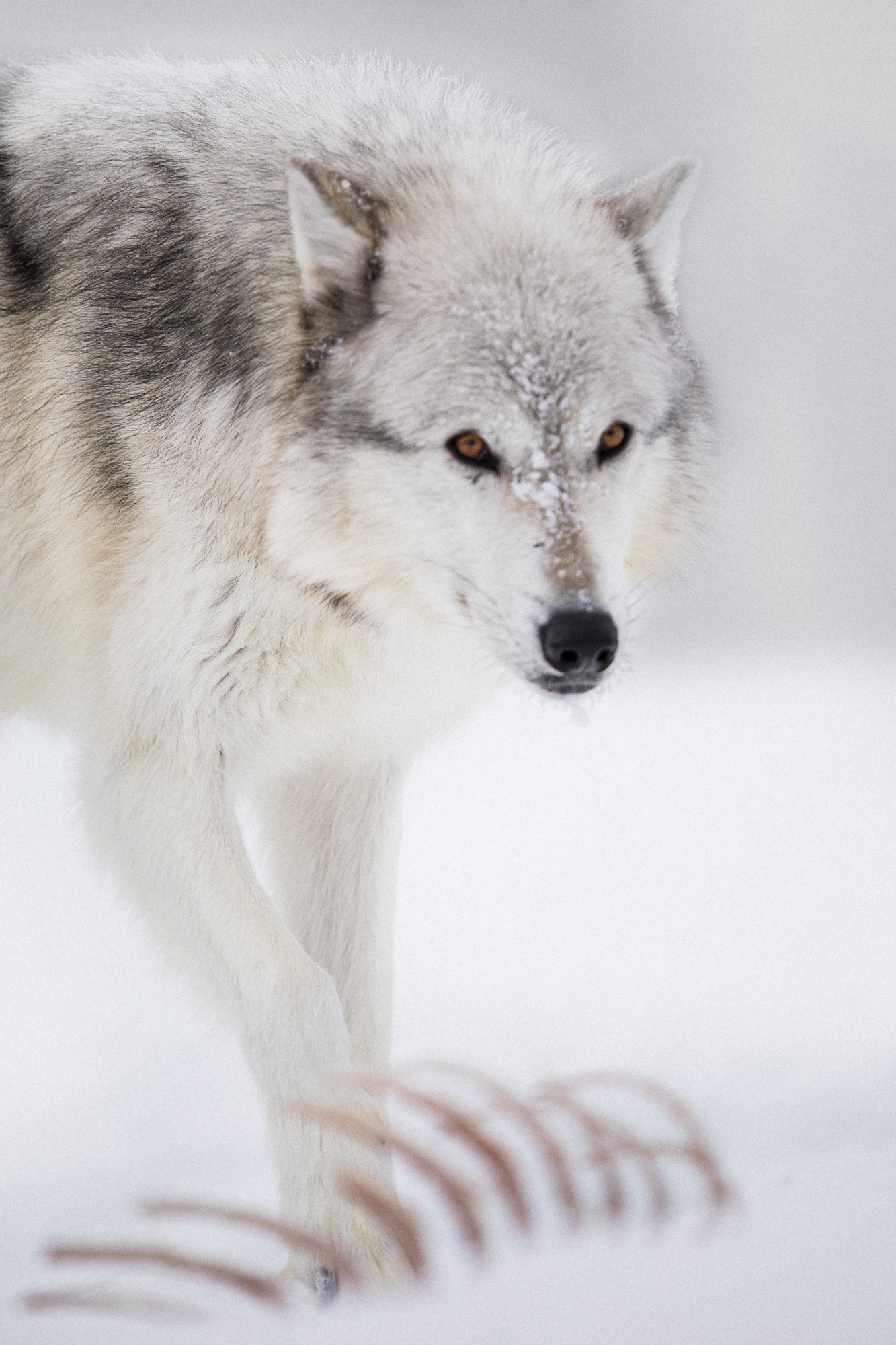 Canon EF 600mm F4L IS II USM sample photo. Survival photography