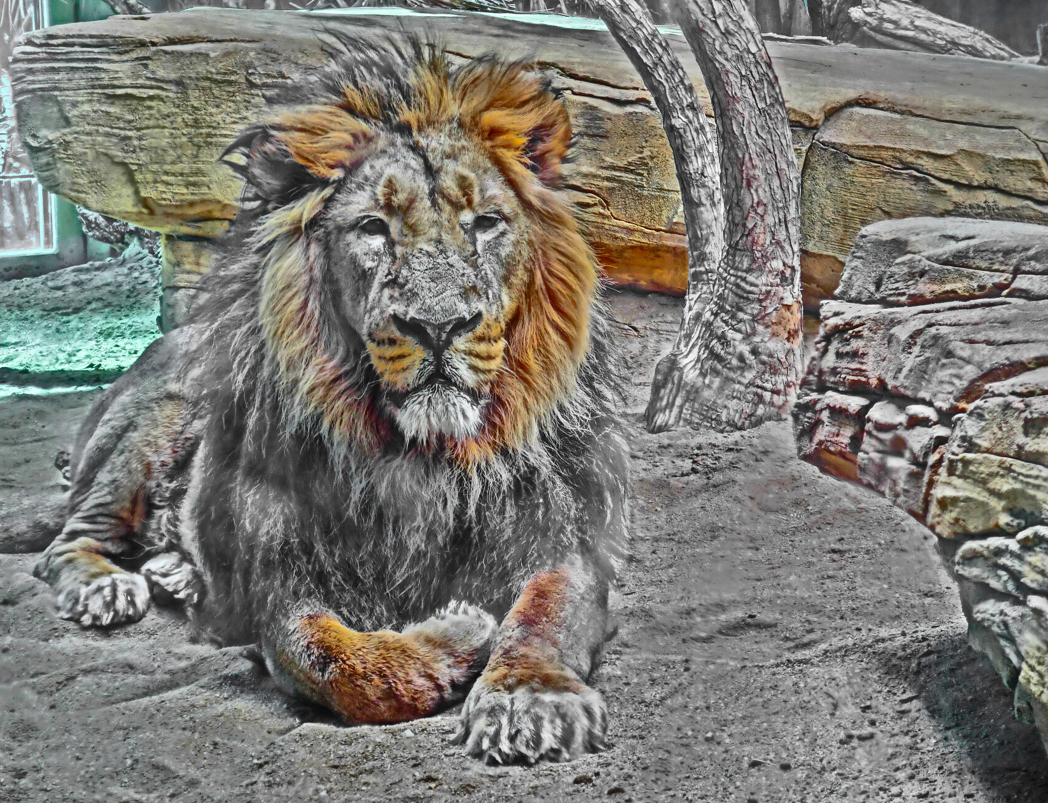 CASIO EX-ZR10 sample photo. Lion photography