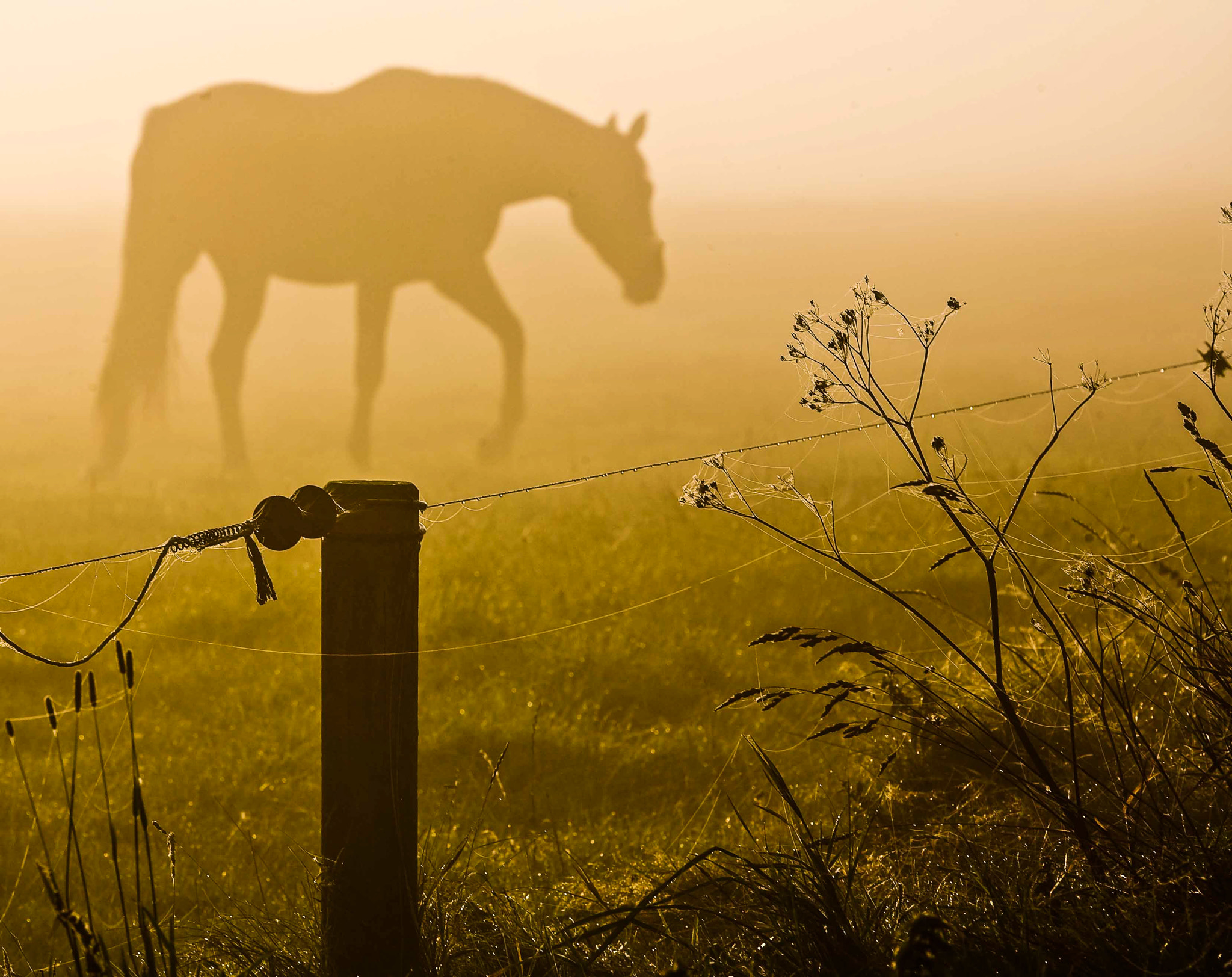 Canon EOS 5D + Canon EF 100-400mm F4.5-5.6L IS USM sample photo. Foggy horse photography