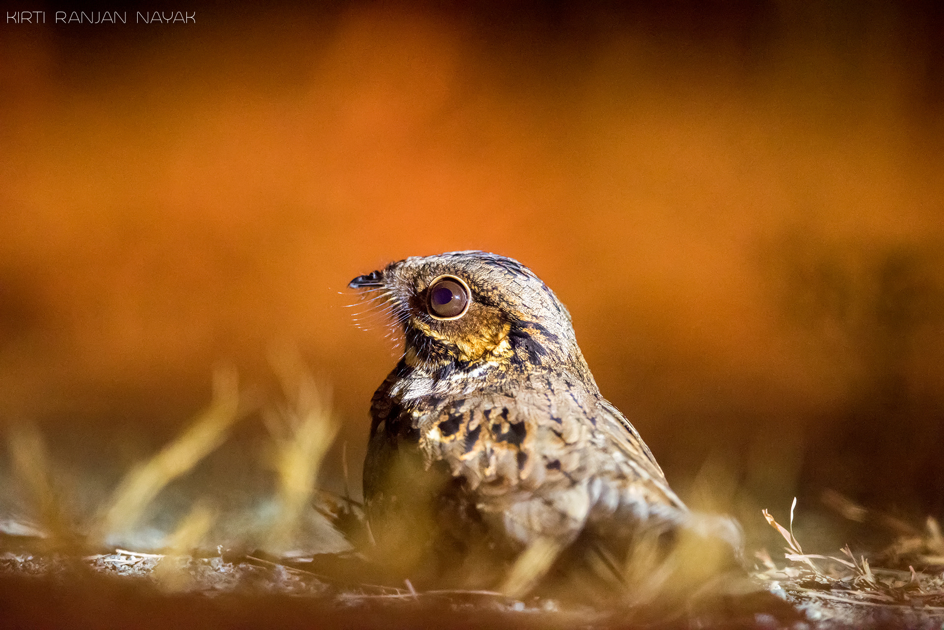 Nikon AF-S Nikkor 500mm F4E FL ED VR sample photo. Andaman nightjar photography