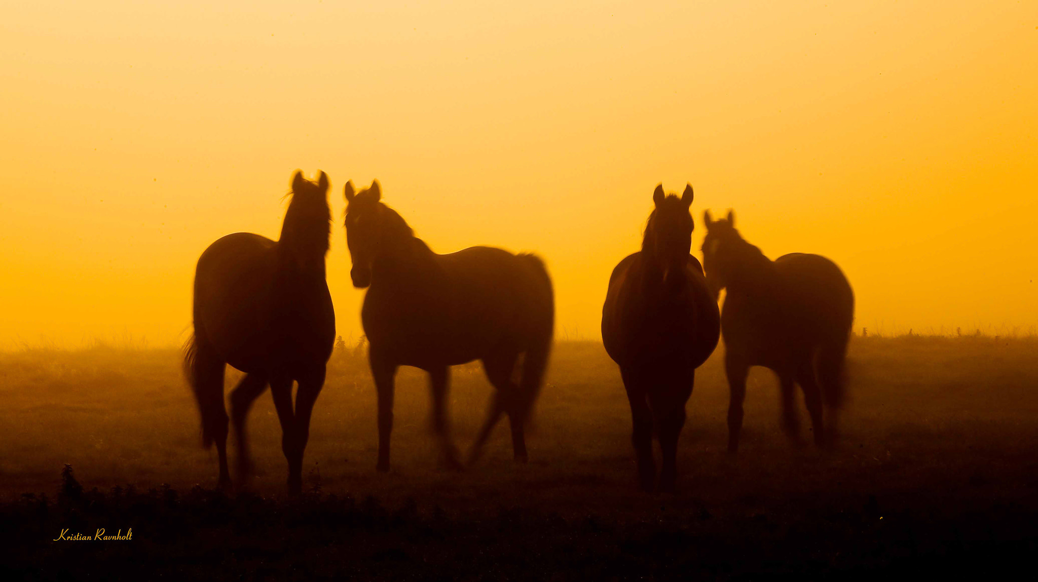 Canon EOS 5D + Canon EF 100-400mm F4.5-5.6L IS USM sample photo. Horses in sunrise photography