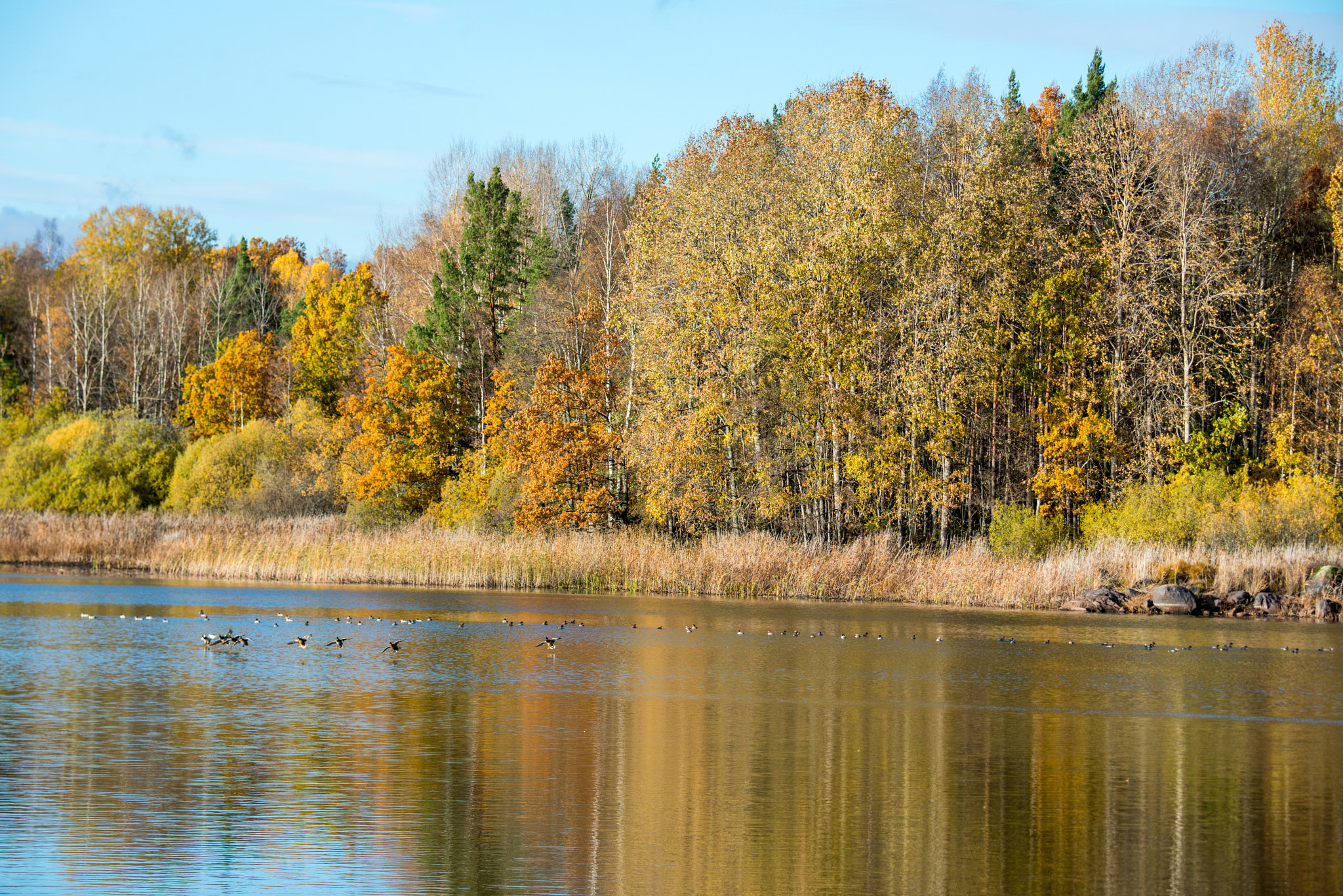 Nikon D800E sample photo. Autumn meet for mergansers moving south photography