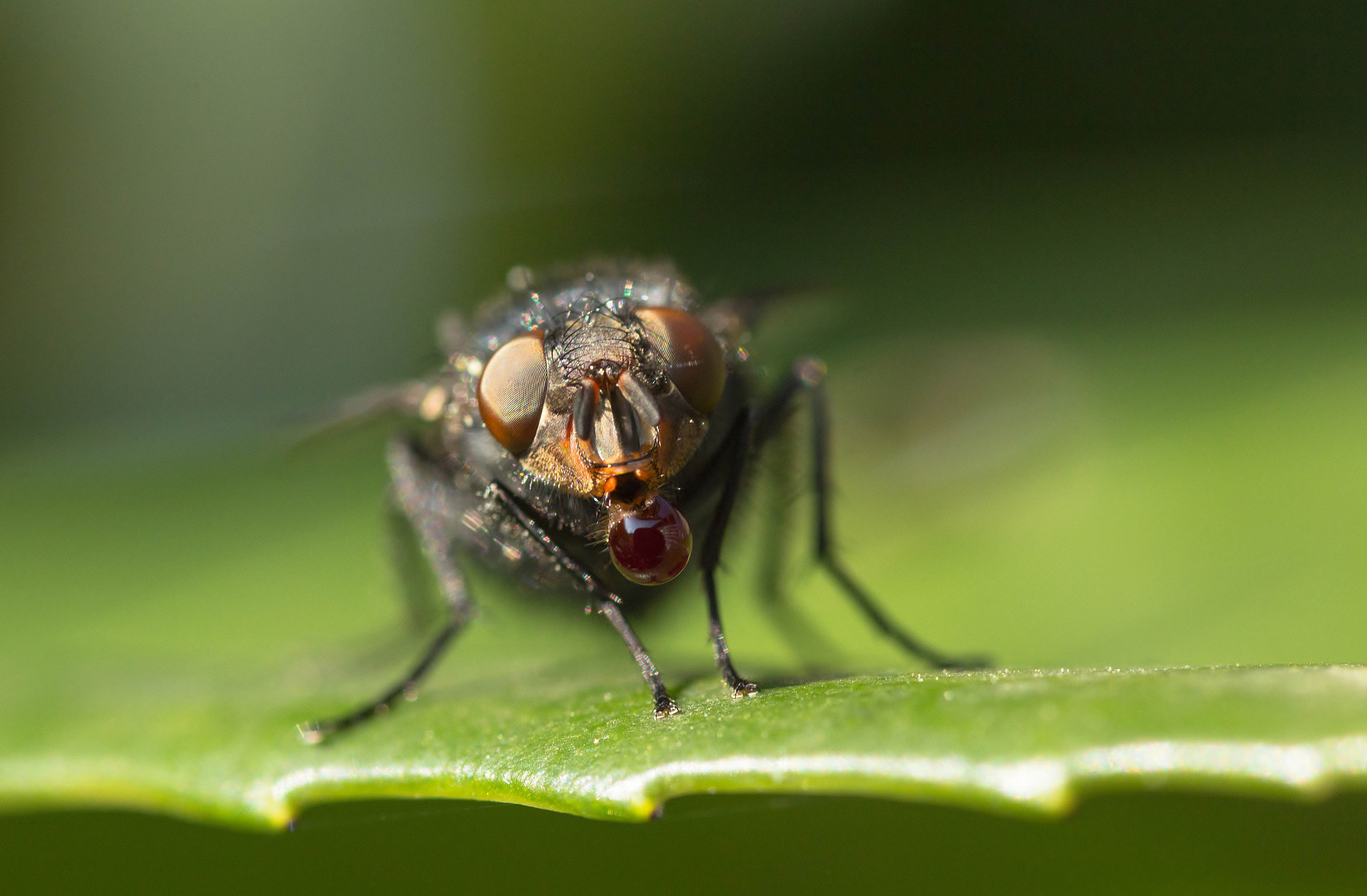 Sigma 105mm F2.8 EX DG OS HSM sample photo. La bulle photography
