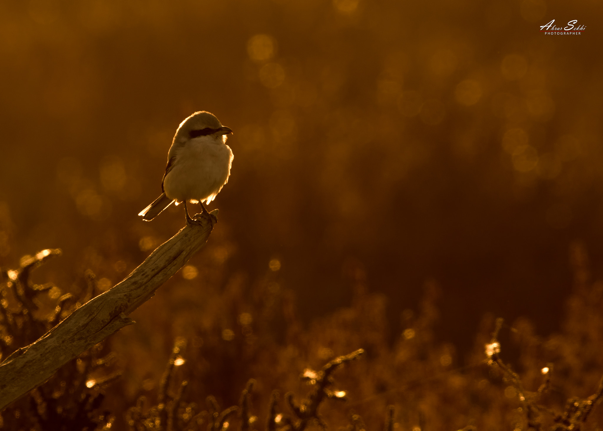 Canon EF 500mm F4L IS II USM sample photo. حمامي عربي / mauryan grey shrike. photography