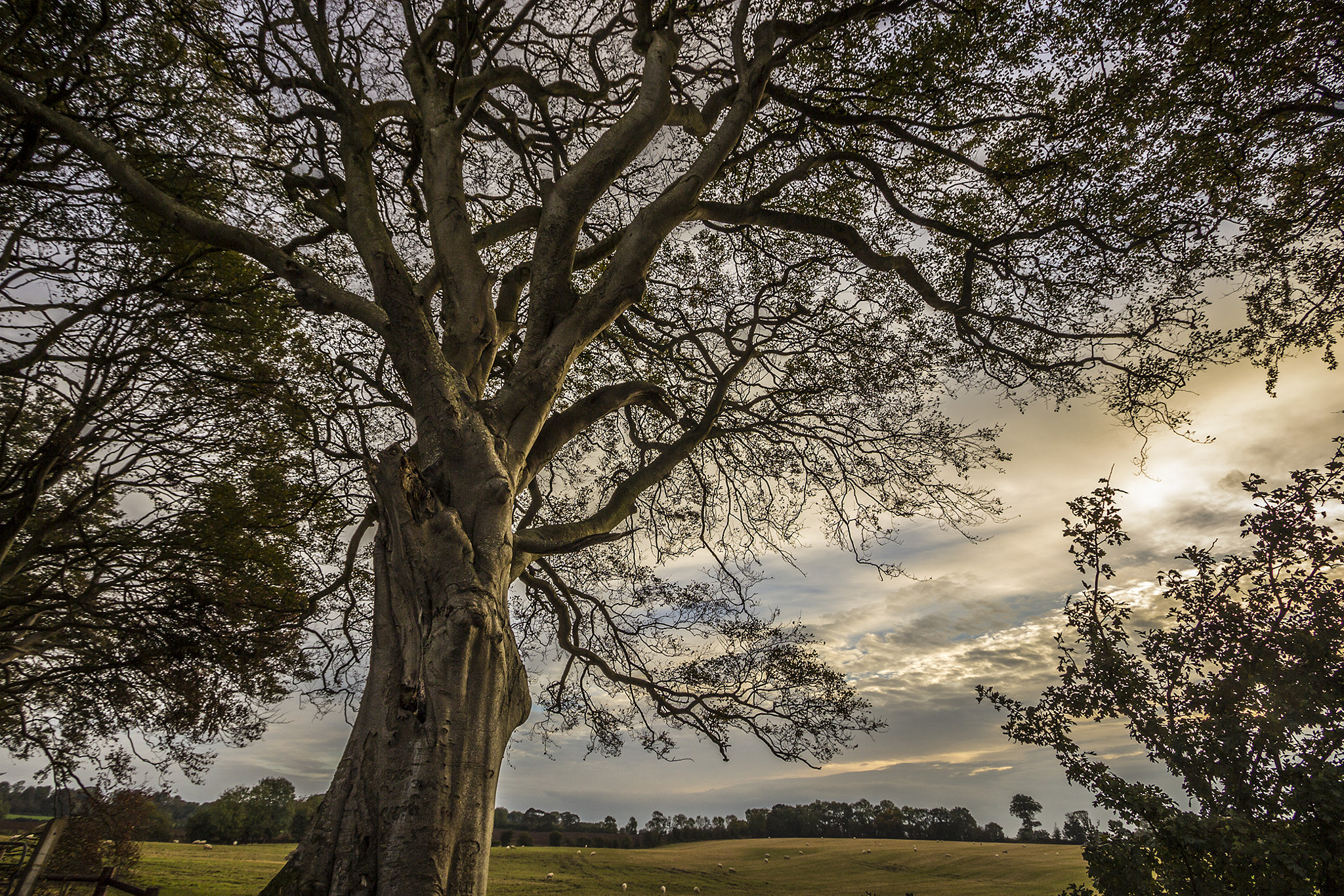 Canon EF-S 10-22mm F3.5-4.5 USM sample photo. Ramas photography