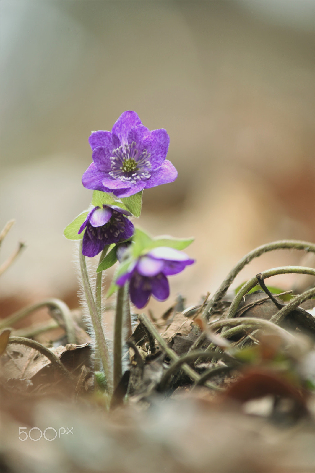 Canon EF-S 55-250mm F4-5.6 IS II sample photo. Small spring photography