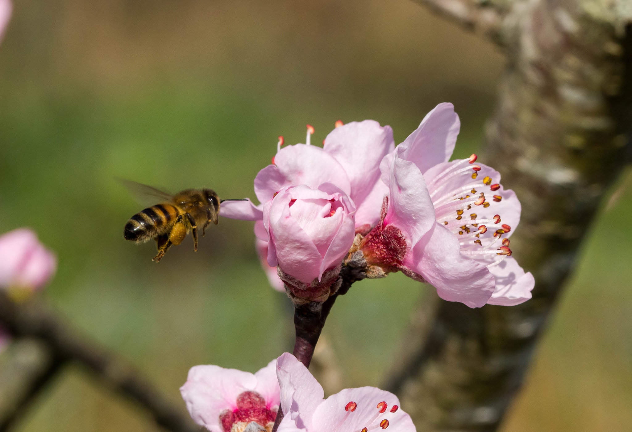 Sigma 105mm F2.8 EX DG OS HSM sample photo. Printemps photography
