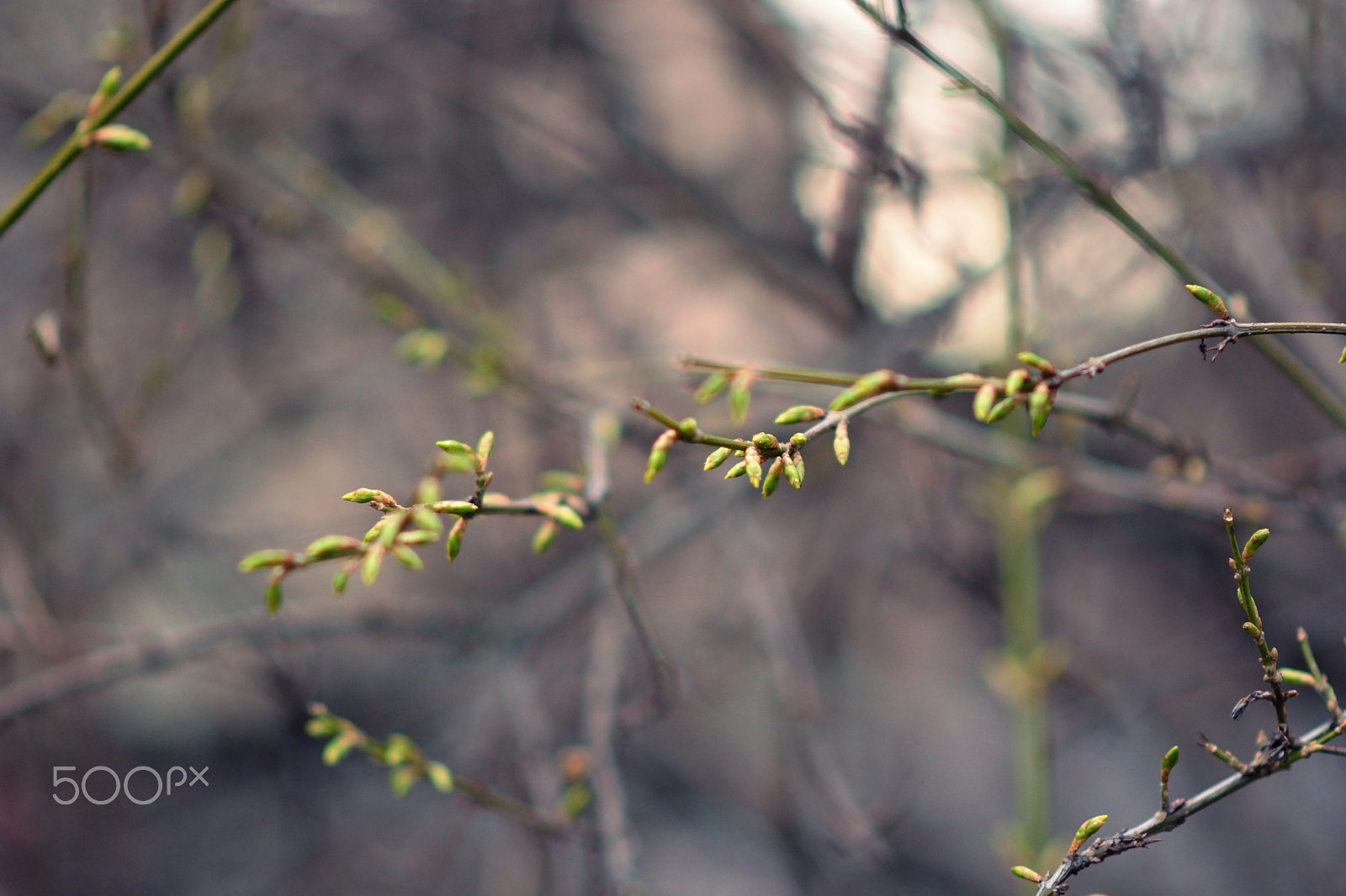 Nikon D7100 + Nikon AF-S Nikkor 85mm F1.8G sample photo. Spring is getting closer. photography