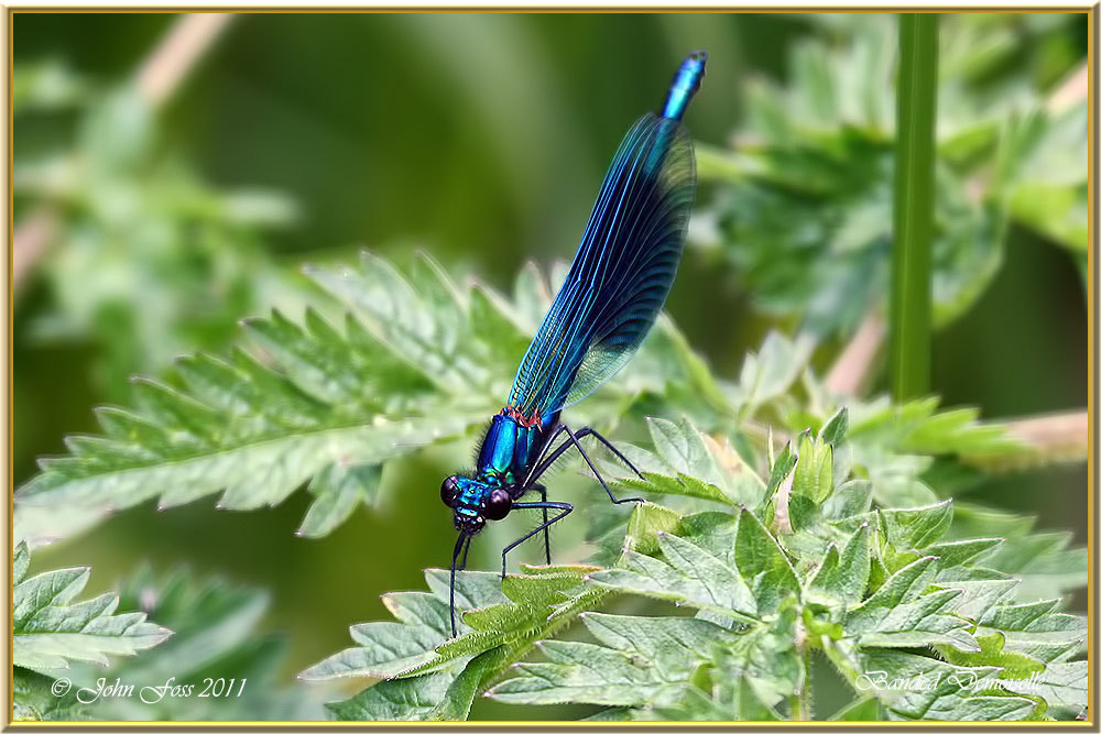 Canon EOS 450D (EOS Rebel XSi / EOS Kiss X2) + Canon EF 100-400mm F4.5-5.6L IS USM sample photo. Banded demoiselle photography