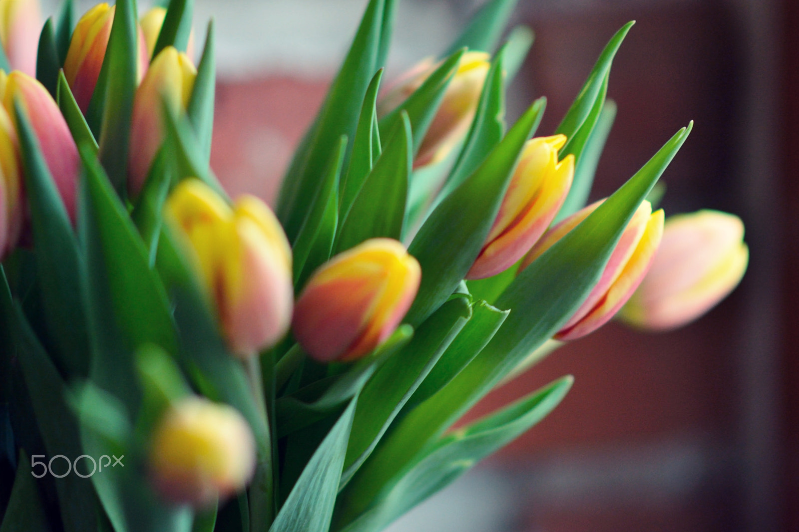 Nikon D7100 + Nikon AF-S Nikkor 85mm F1.8G sample photo. Tulips photography