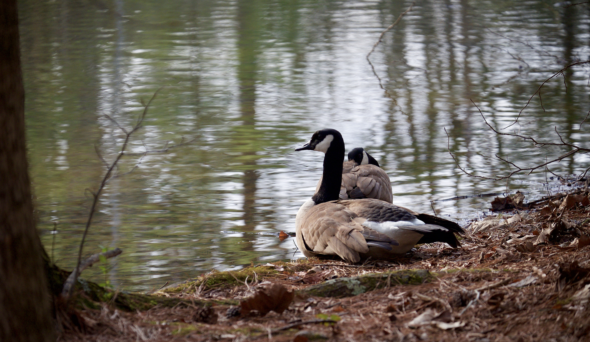 Fujifilm XF 55-200mm F3.5-4.8 R LM OIS sample photo. Pondering photography