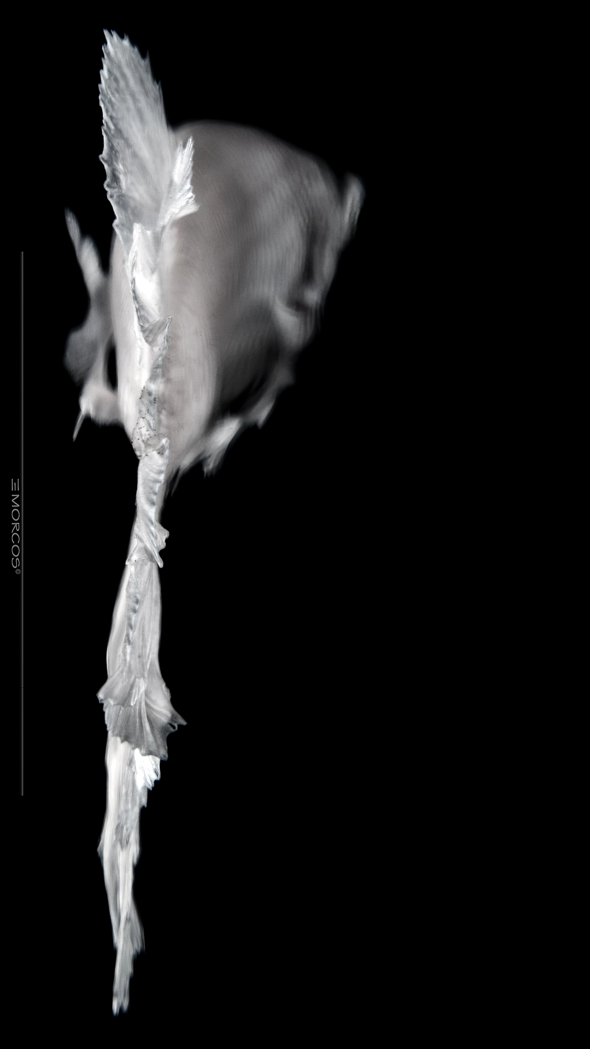 Nikon D810 + Nikon AF-S Nikkor 50mm F1.4G sample photo. Betta photography