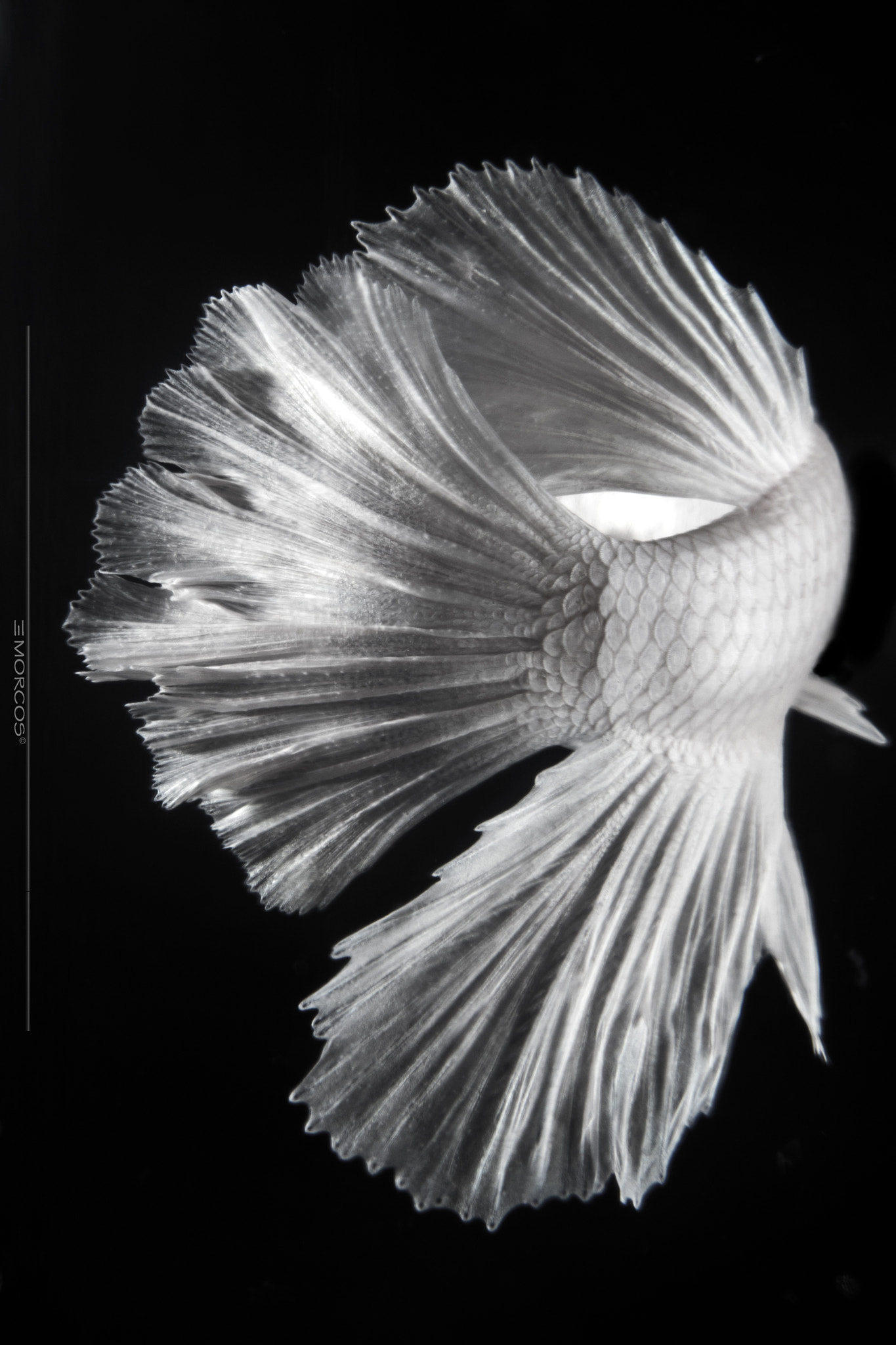 Nikon D810 + Nikon AF-S Nikkor 50mm F1.4G sample photo. Betta photography