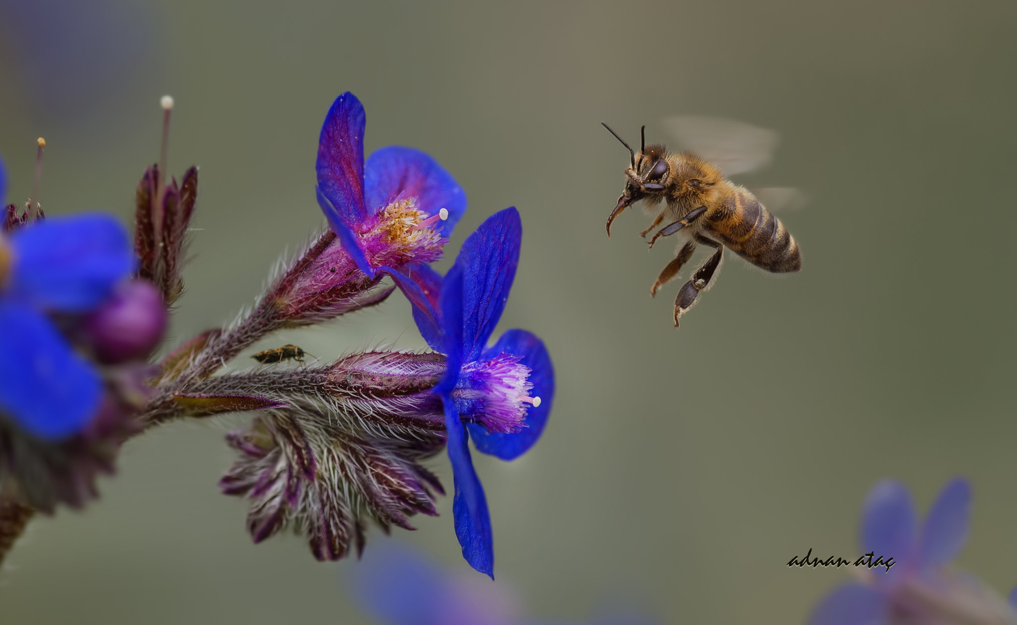 Nikon D4 sample photo. Balarısı (apis mellifera) ve sığırdili (anchusa officinalis) photography