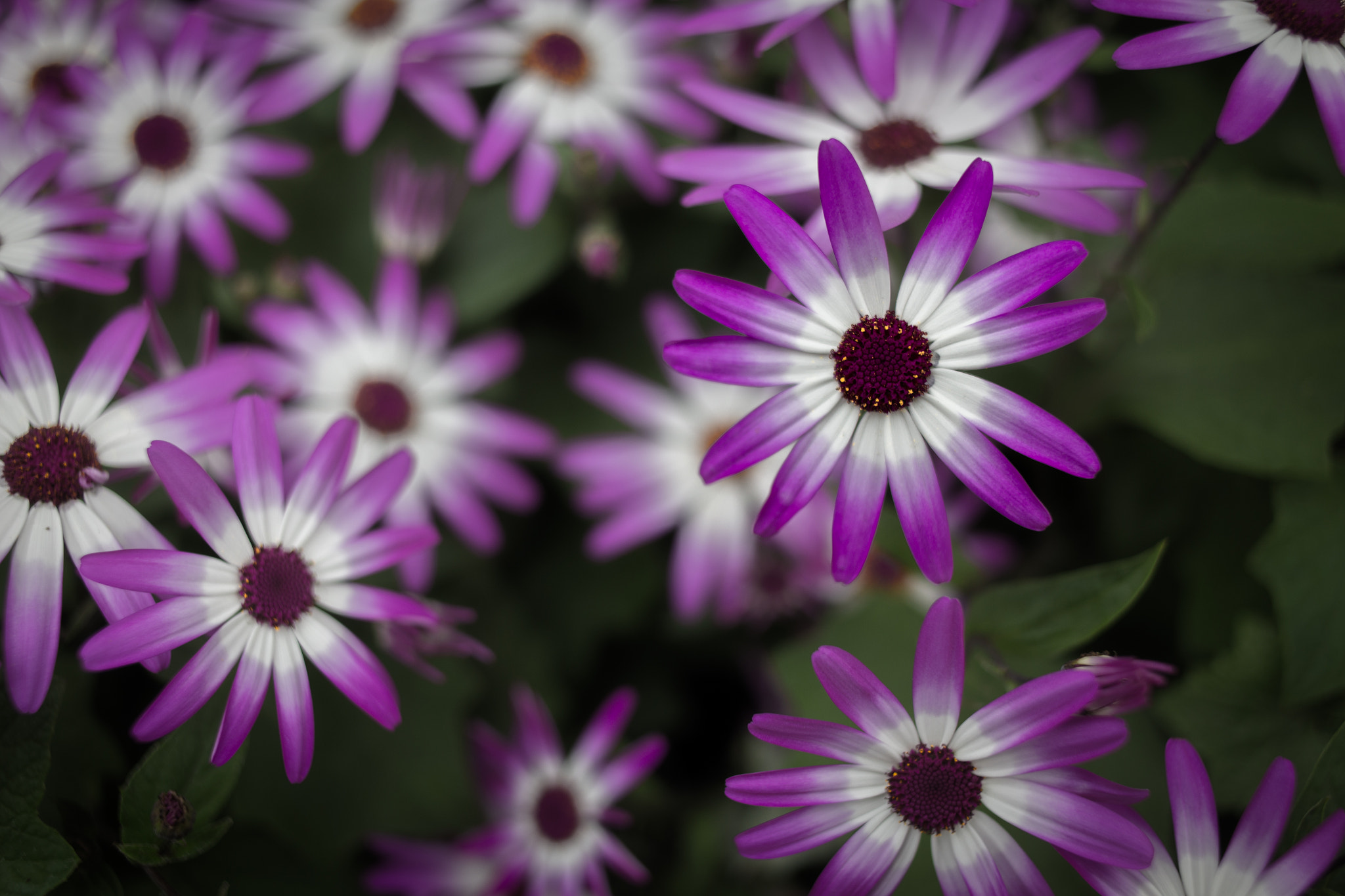 Canon EF 35mm F2 sample photo. Magenta photography