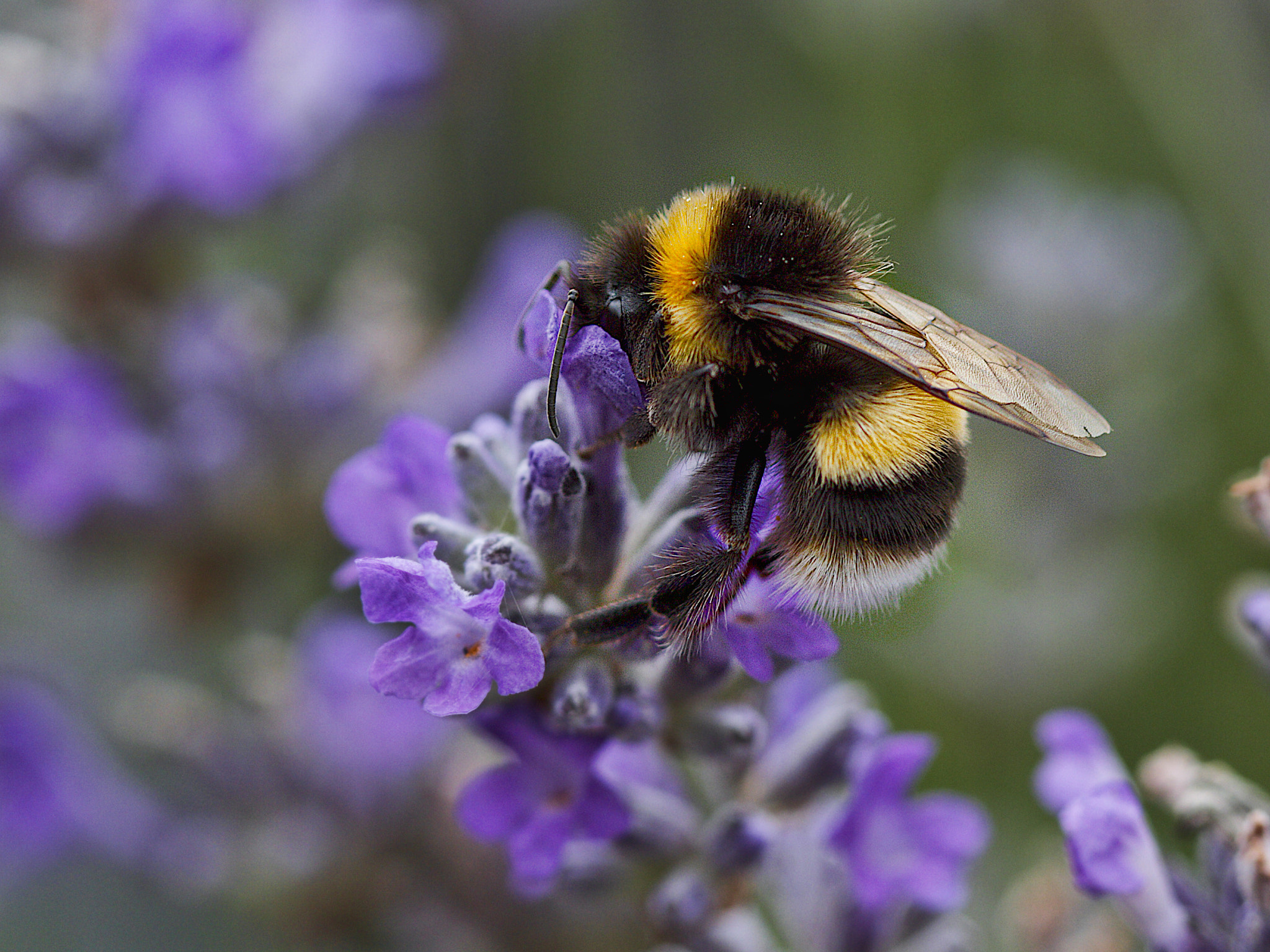 Canon EOS 7D sample photo. Busy bee photography