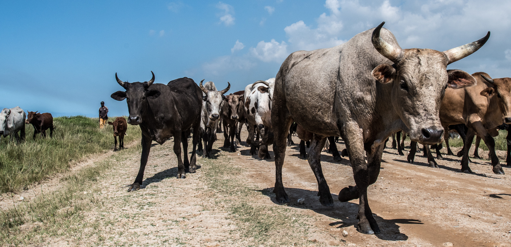Nikon D500 sample photo. Nguni landscape photography