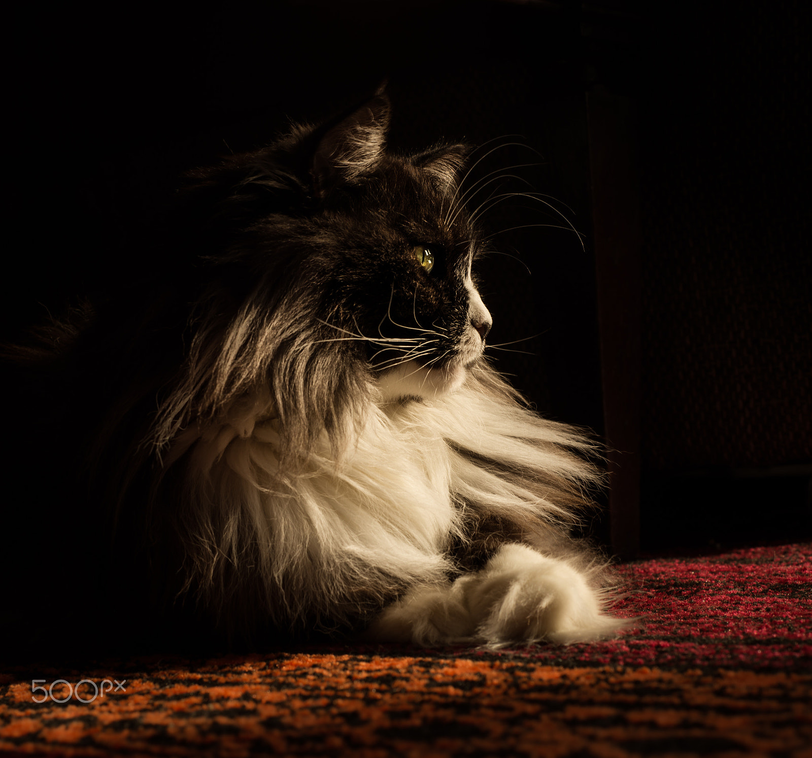 Nikon AF Nikkor 50mm F1.8D sample photo. Coonie love ♥ photography