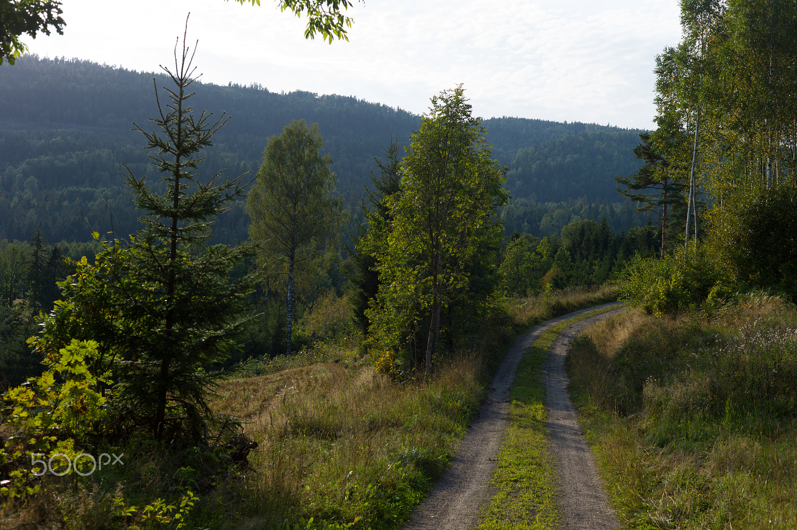 Leica M9 + Summicron-M 50mm f/2 (IV, V) sample photo. Forest path photography
